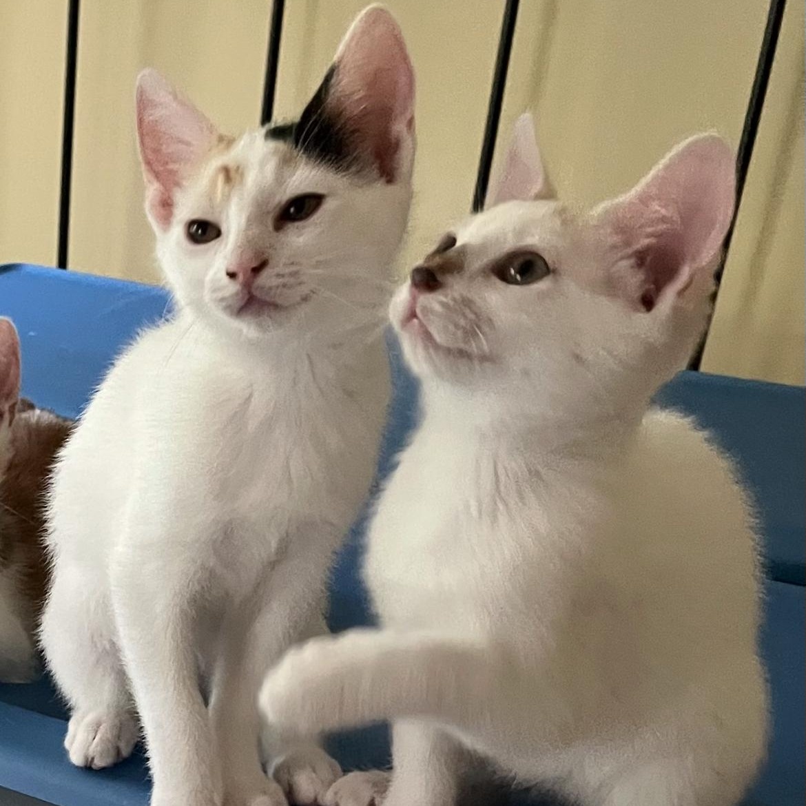 Amber & Simone, a Adopted Domestic Short Hair in LAKE HOPATCONG, NJ image 3/5