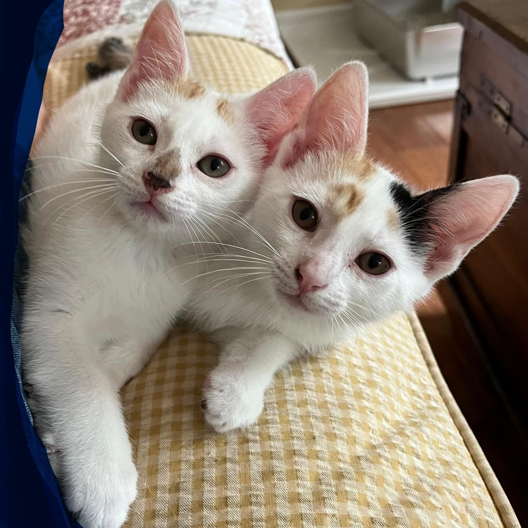 Amber & Simone, Baby Female Domestic Short Hair