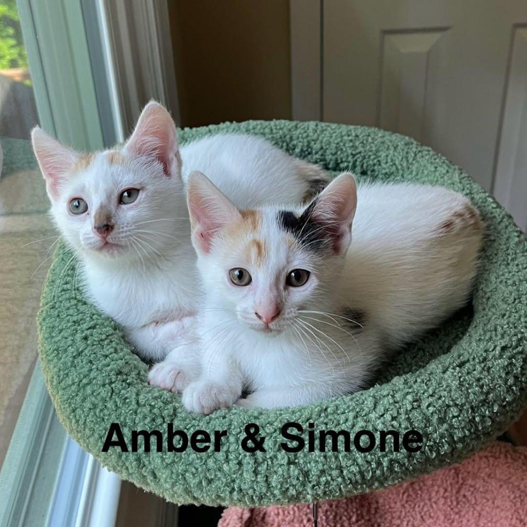 Amber & Simone, a Adopted Domestic Short Hair in LAKE HOPATCONG, NJ image 4/5
