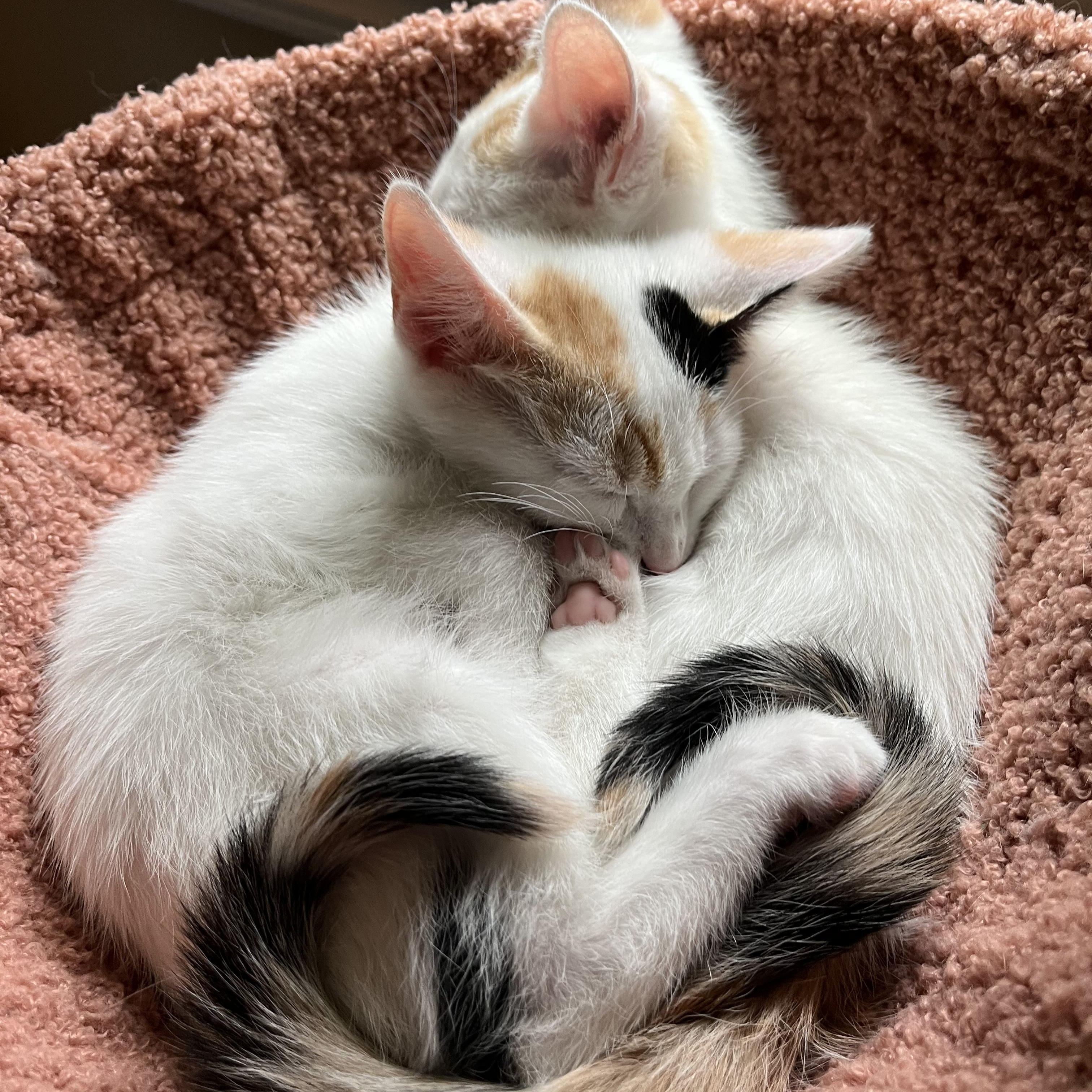 Amber & Simone, a Adopted Domestic Short Hair in LAKE HOPATCONG, NJ image 5/5