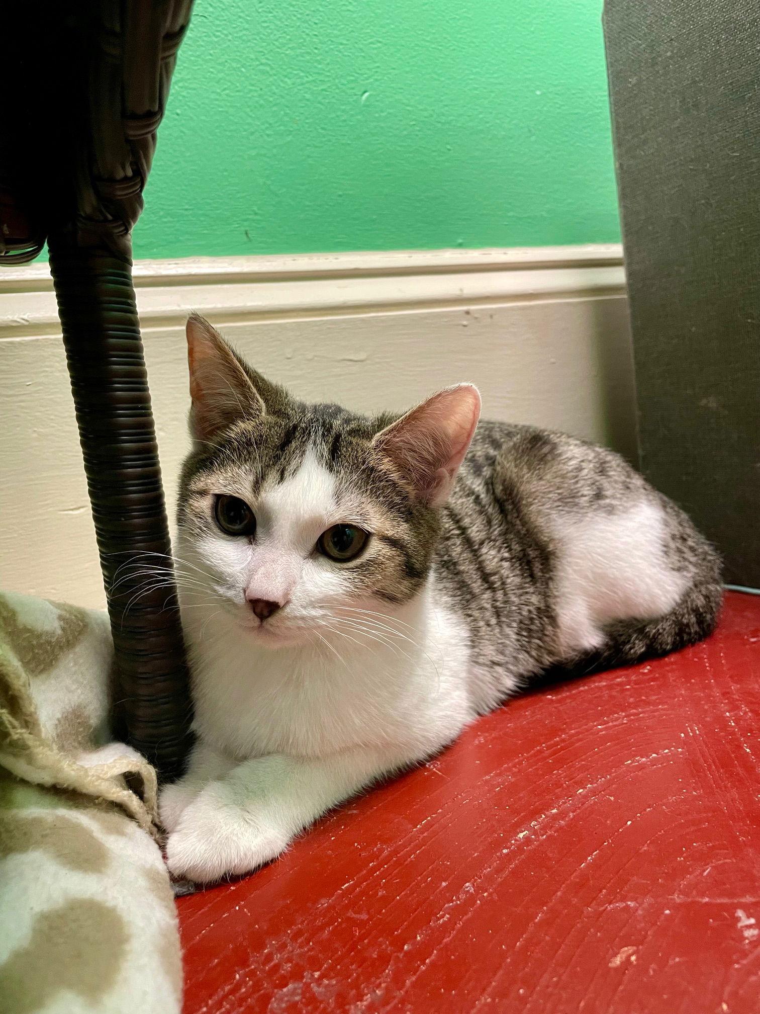 Pepper, Adoptable, Young Male Tabby.