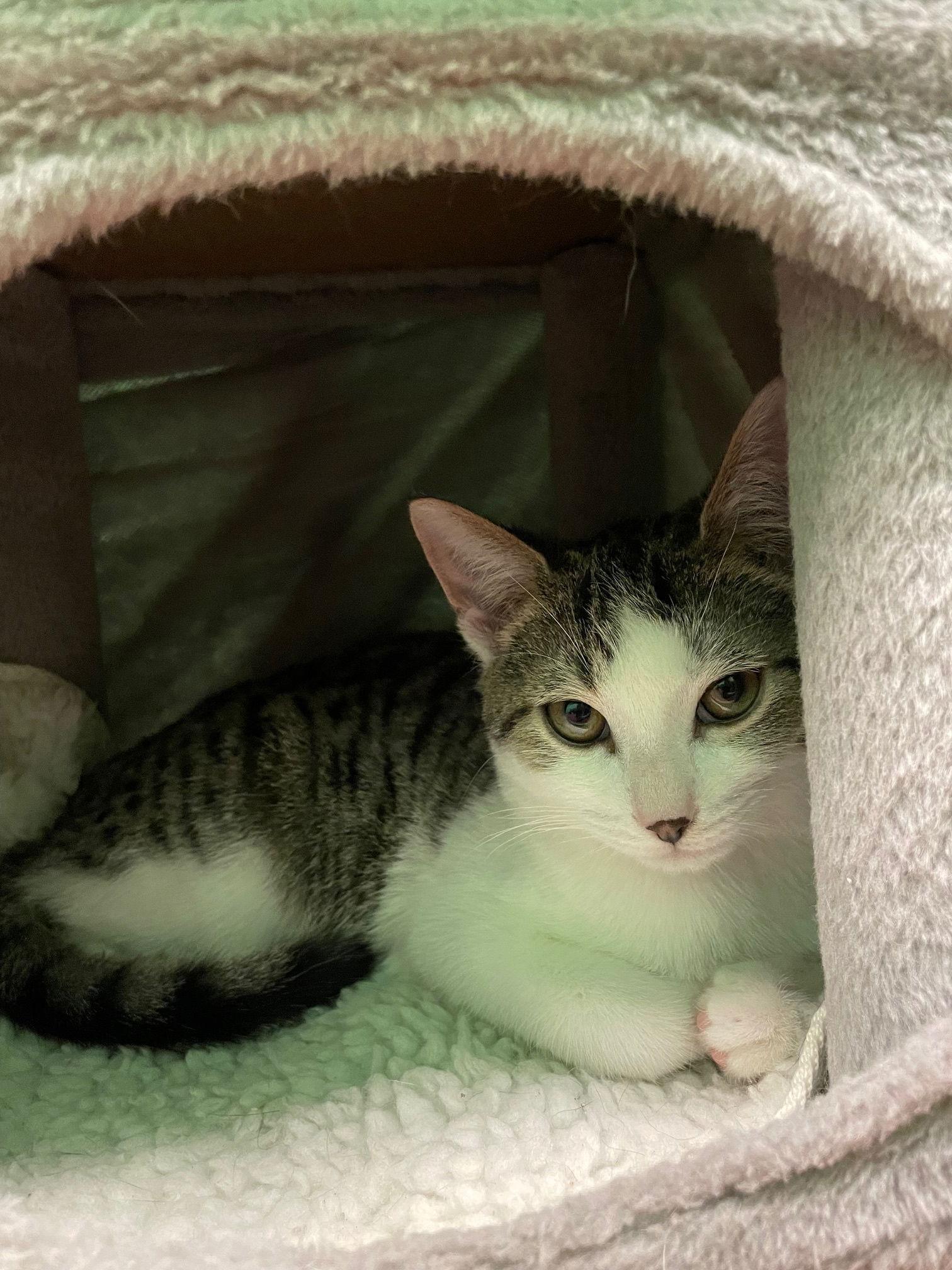 Pepper, a Adoptable mixed breed in Stone Mountain, GA image 2/3