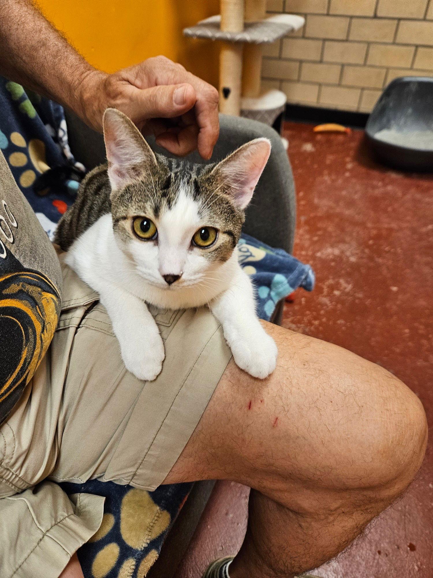 Pepper, a Adoptable mixed breed in Stone Mountain, GA image 3/3