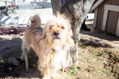 Calvin, a Adoptable mixed breed in Lebec, CA image 1/3