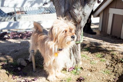 Calvin, a Adoptable mixed breed in Lebec, CA image 2/3