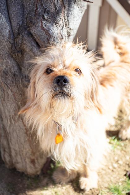 Calvin, a Adoptable mixed breed in Lebec, CA image 3/3