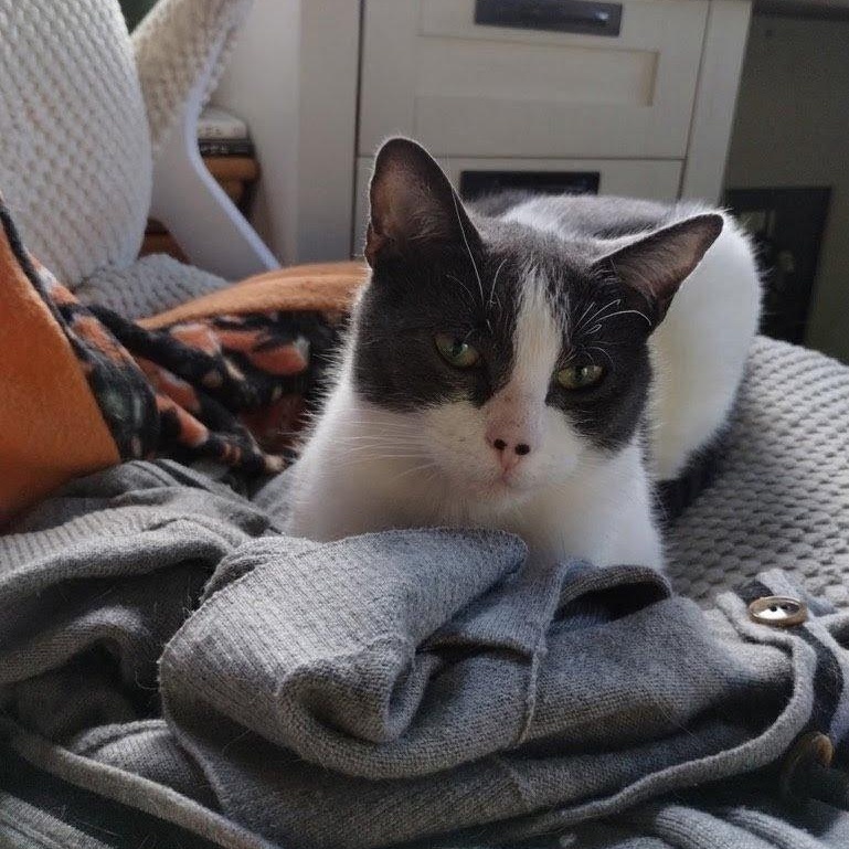 Momma Moo, ADOPTABLE, Adult Female Domestic Short Hair.