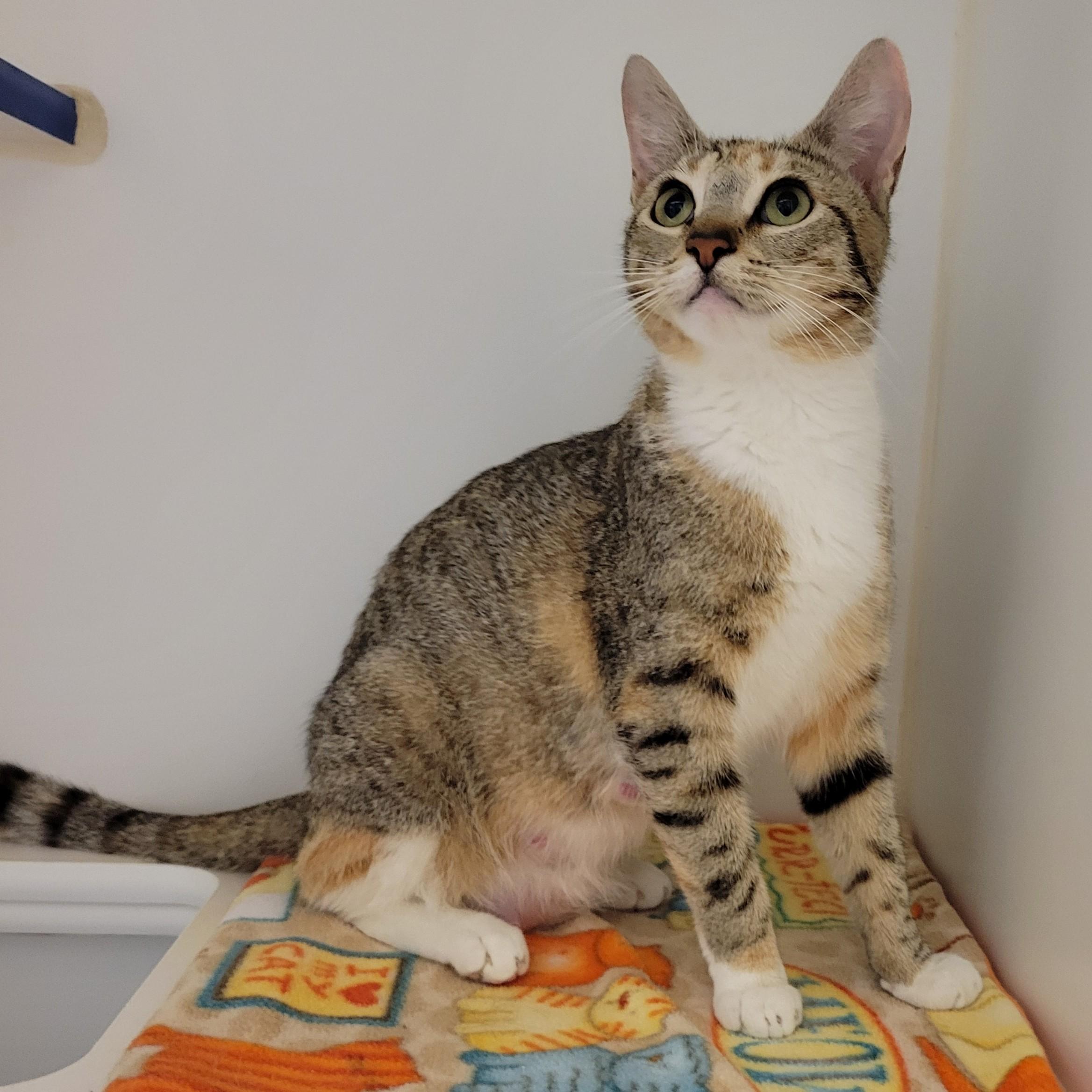 Calypso Sky, an adopted Domestic Short Hair in Cathedral City, CA image 1/2