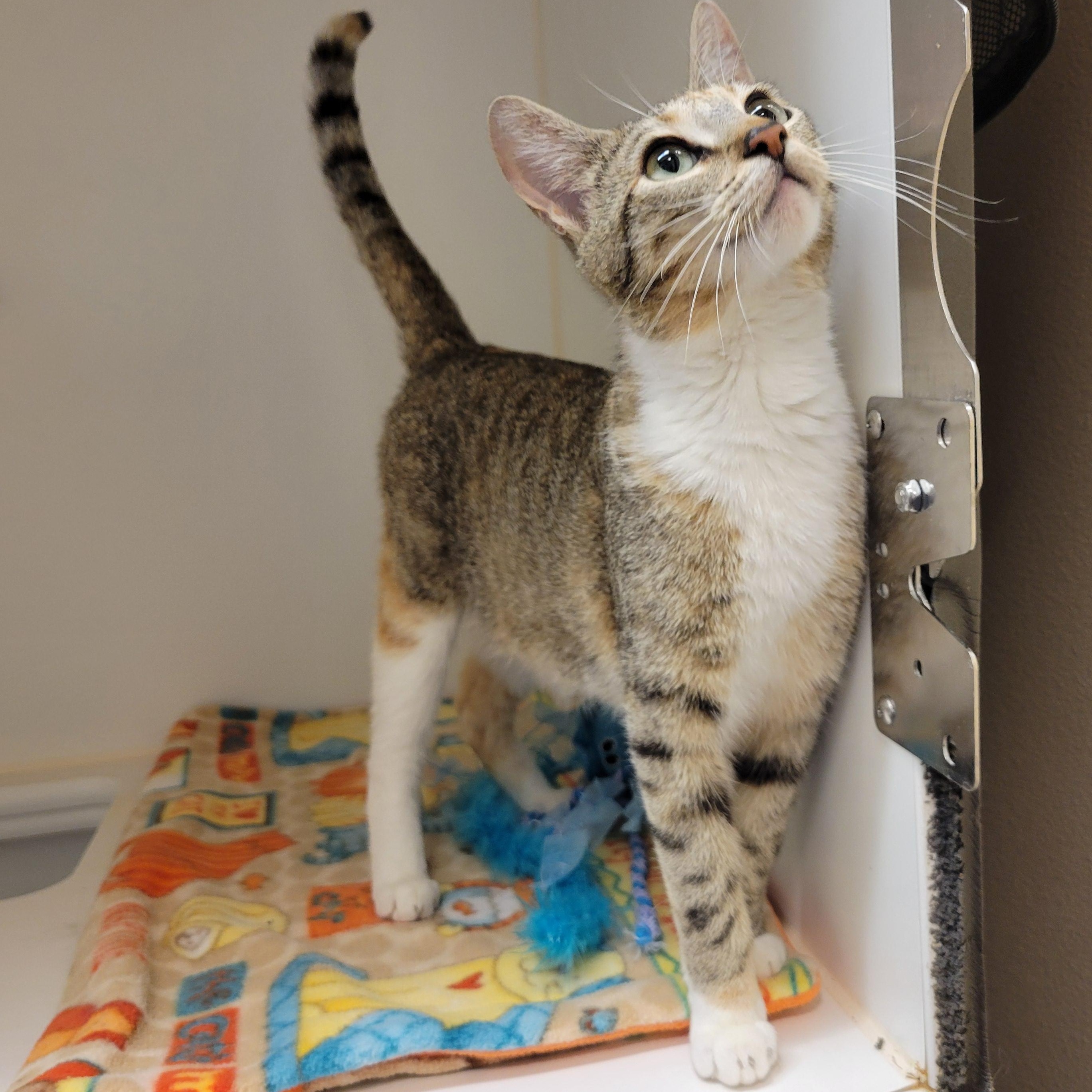 Calypso Sky, an adopted Domestic Short Hair in Cathedral City, CA image 2/2
