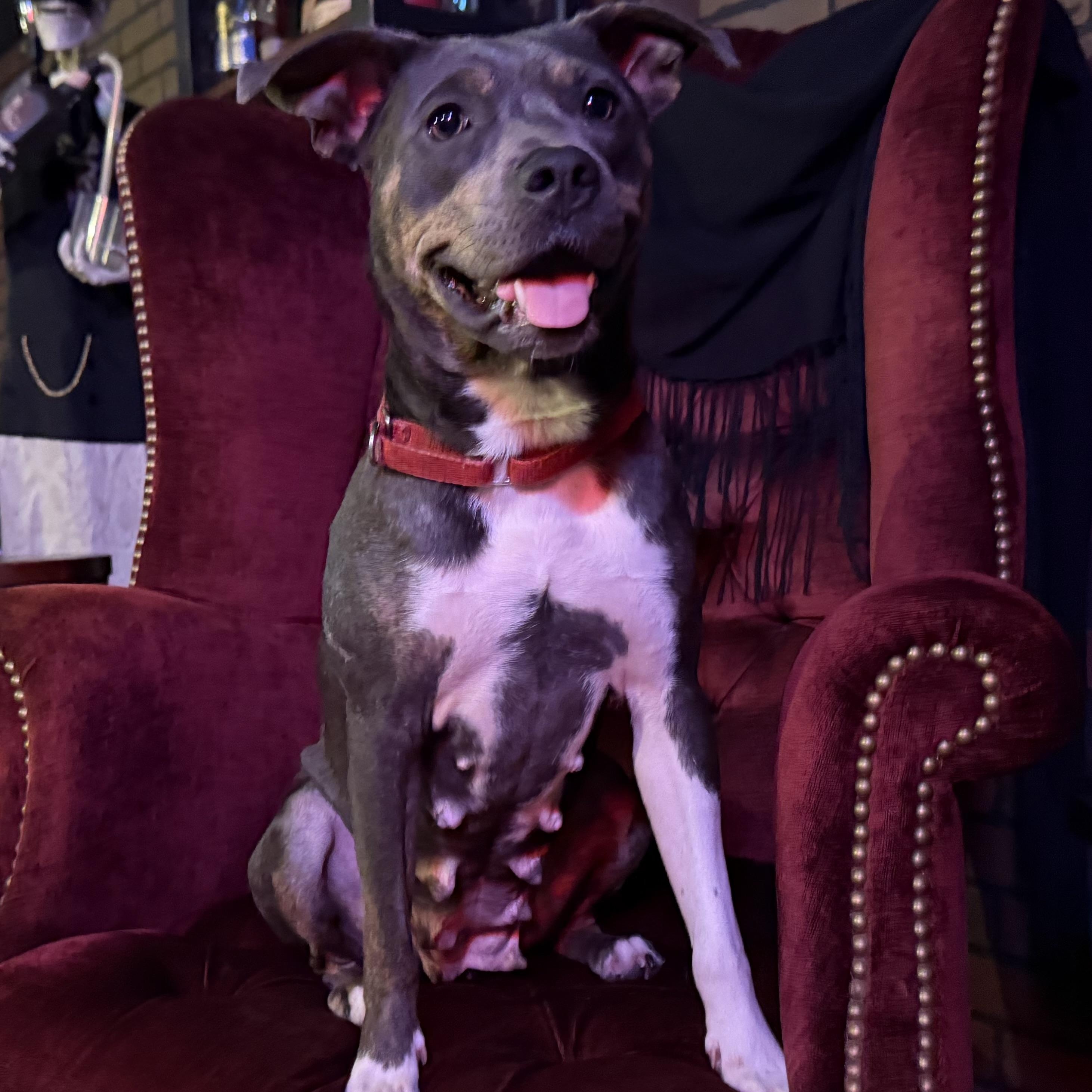 Katie, ADOPTABLE, Adult Female Pit Bull Terrier & Staffordshire Bull Terrier.