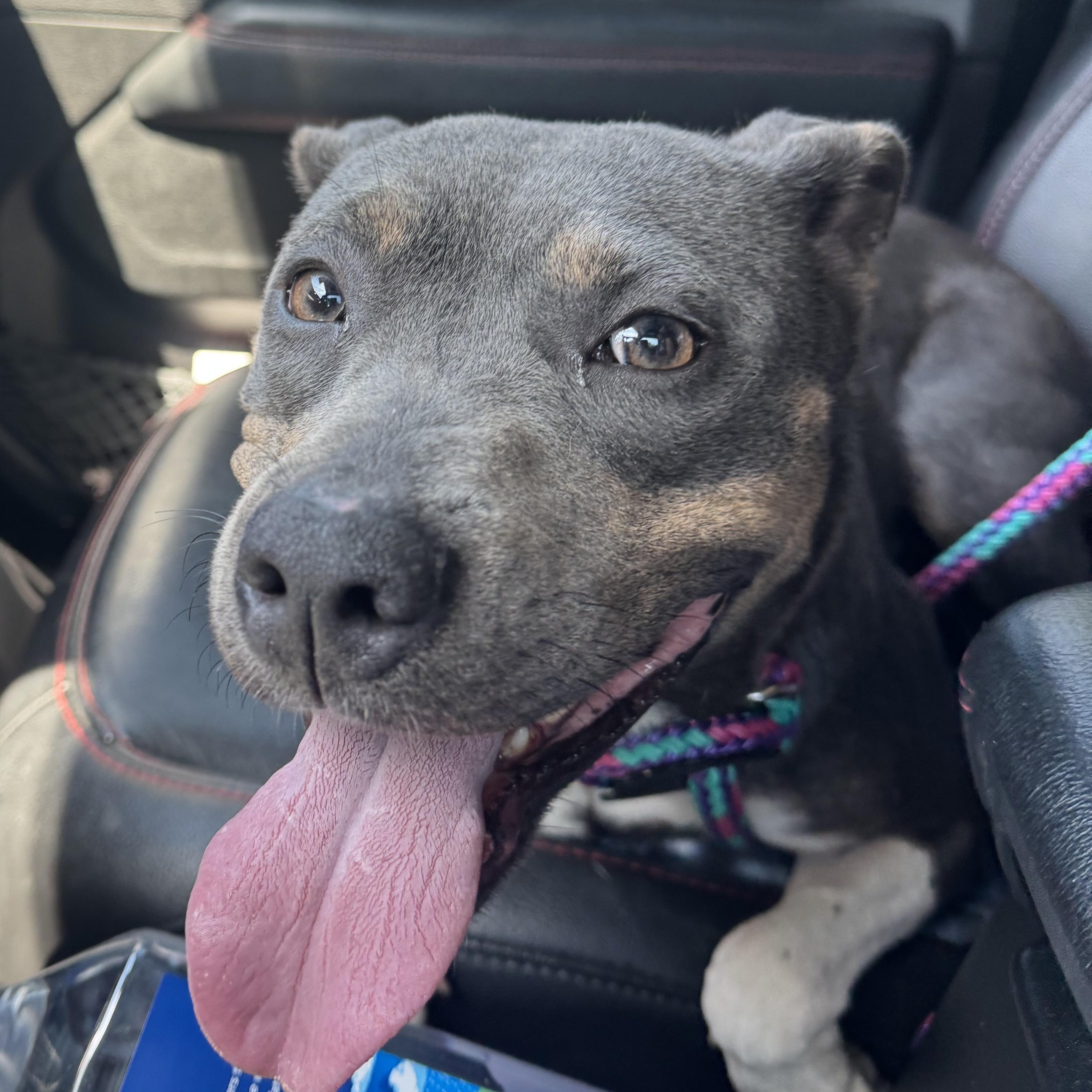Katie, a ADOPTABLE mixed breed in Calabash, NC image 3/3