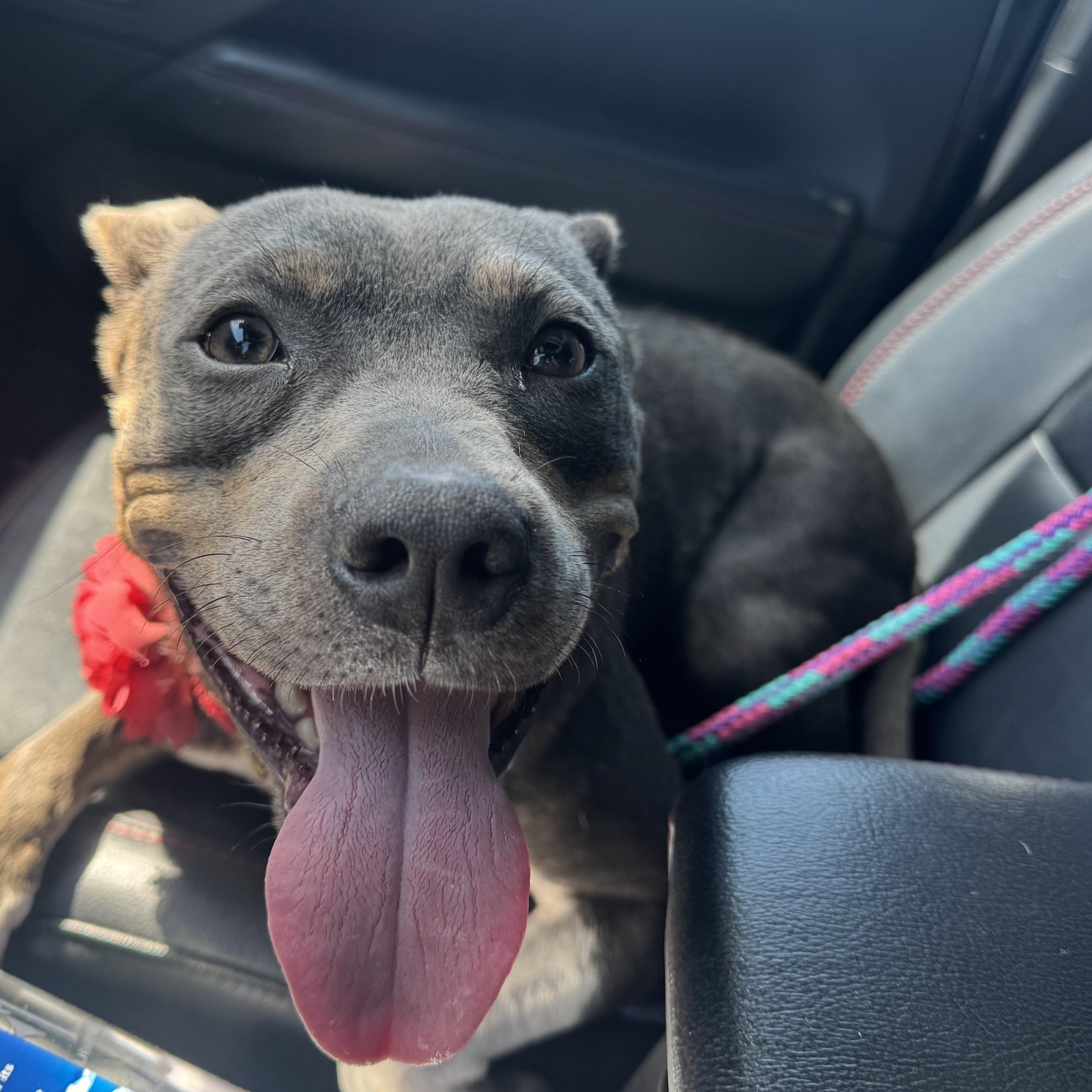 Katie, a ADOPTABLE mixed breed in Calabash, NC image 2/3