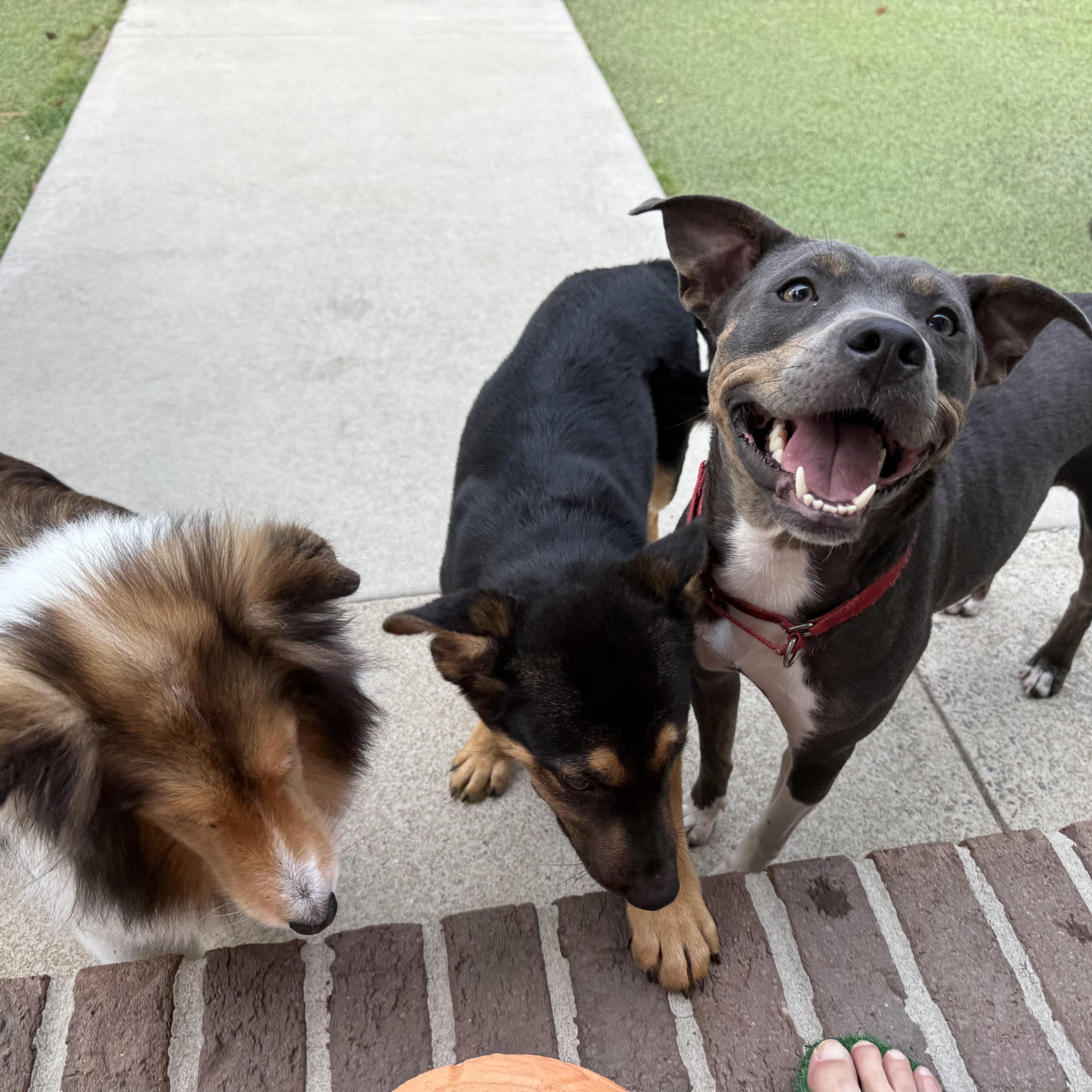 Enlarge Katie, a ADOPTABLE mixed breed in Calabash, NC image 4/4