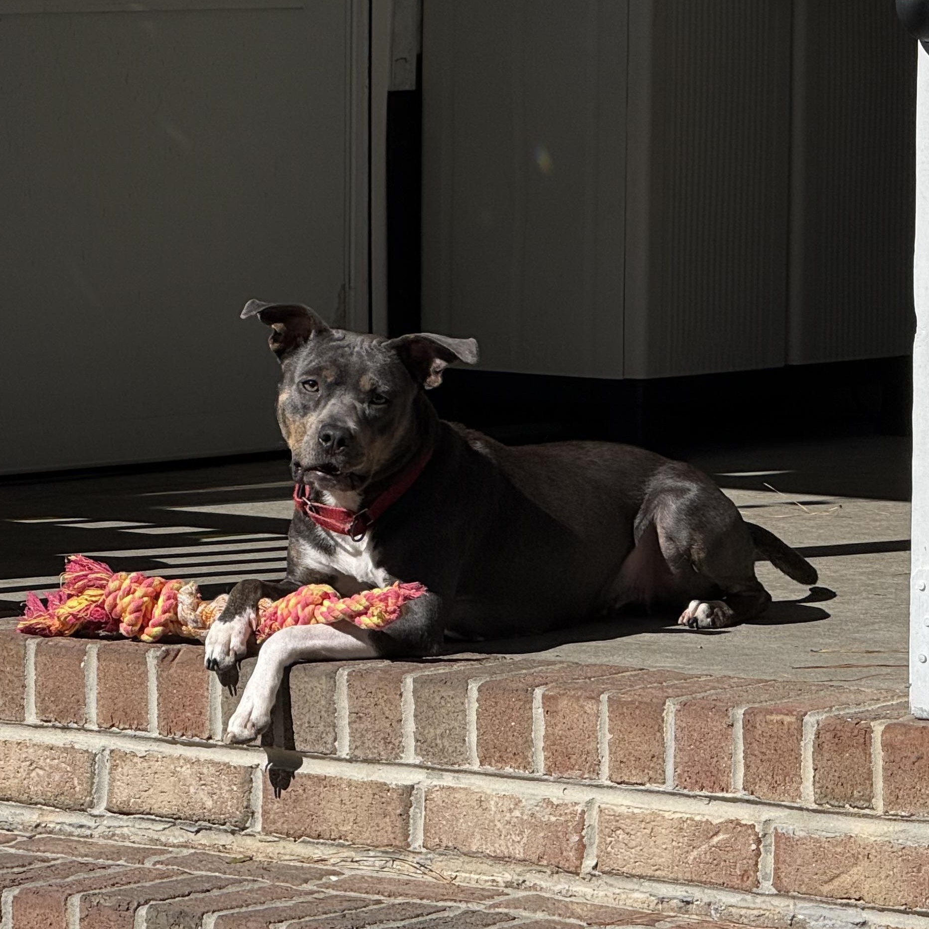 Enlarge Katie, a ADOPTABLE mixed breed in Calabash, NC image 3/4
