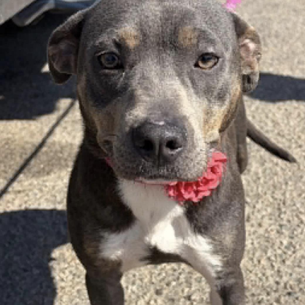 Katie, a ADOPTABLE mixed breed in Calabash, NC image 1/3