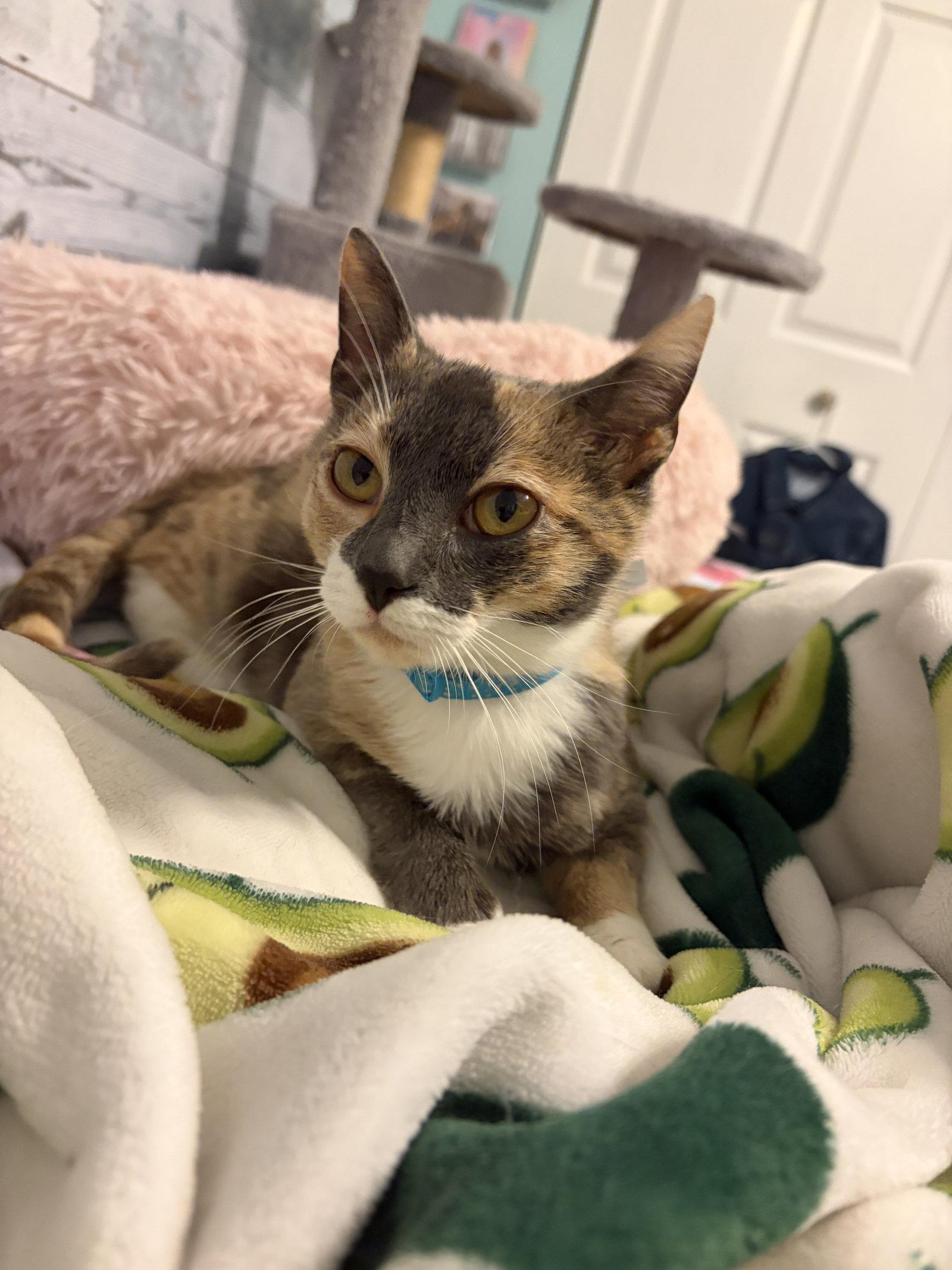 Minney, Adopted, Kitten Female Domestic Short Hair & Calico.
