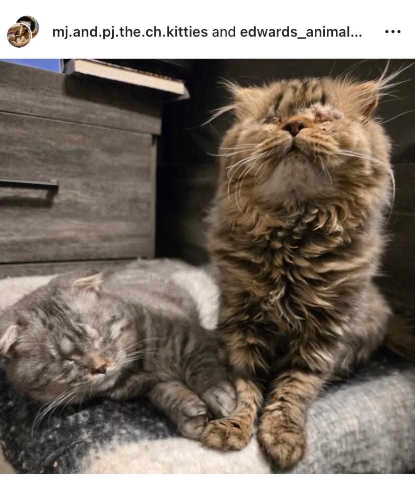 Enlarge Connie, a Adopted Scottish Fold in Zephyr, ON image 1/2