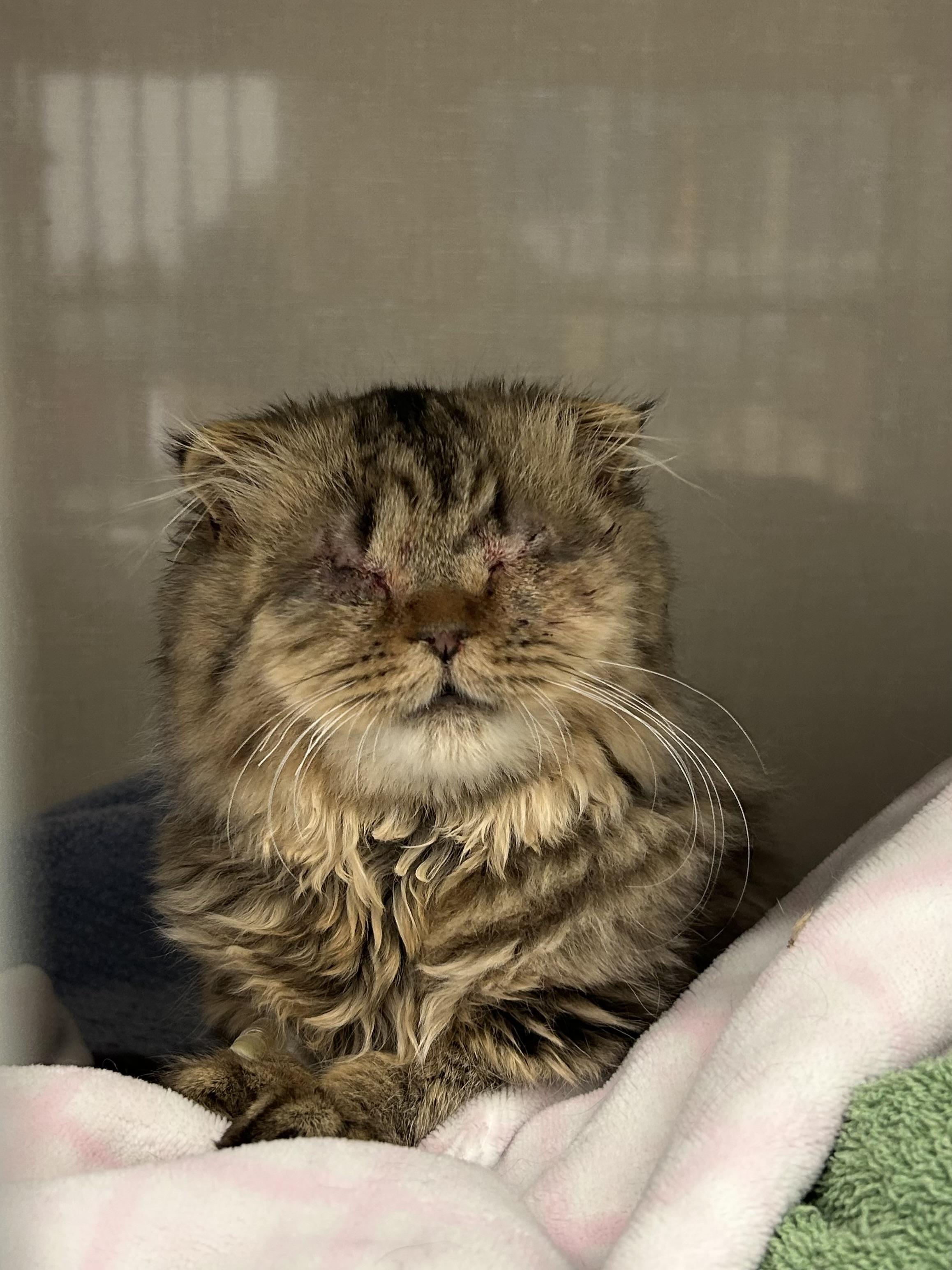 Enlarge Connie, a Adopted Scottish Fold in Zephyr, ON image 2/2