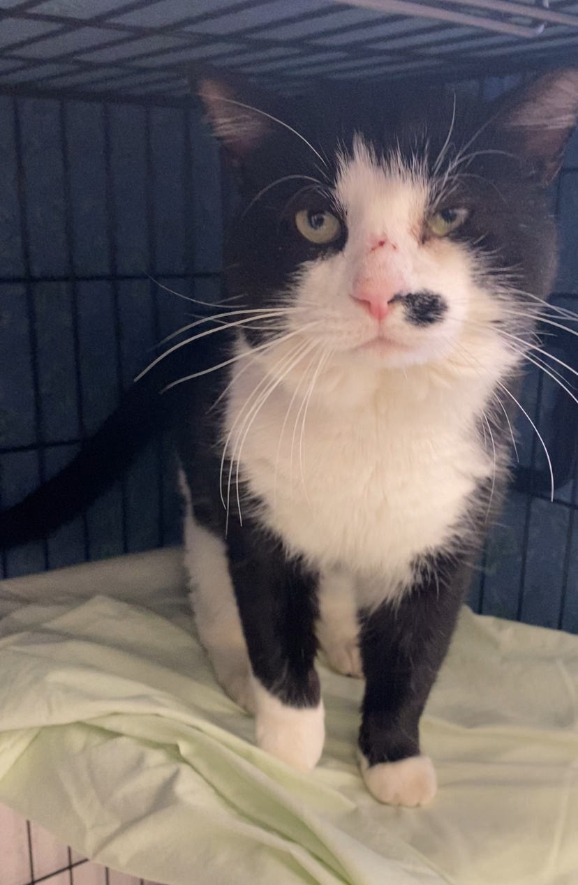 George , Adopted, Adult Male Domestic Short Hair.