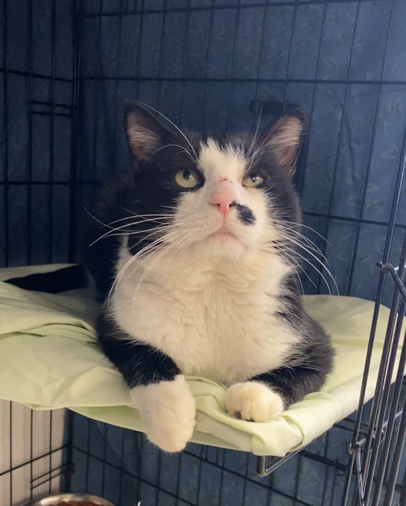 Enlarge George , a Adopted mixed breed in Cannington, ON image 2/2