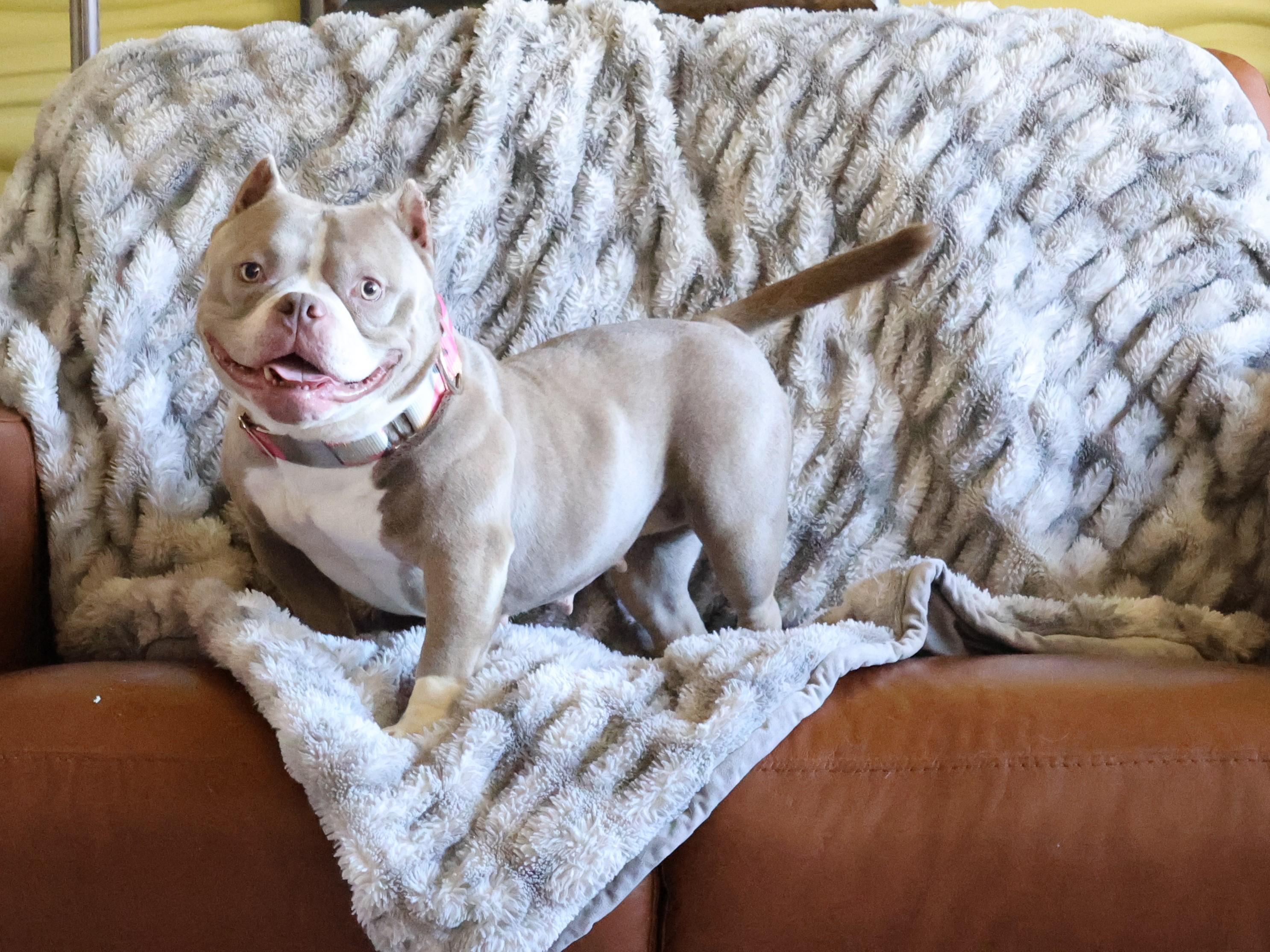 Enlarge Linguine, an adoptable mixed breed in Sioux Falls, SD image 2/6