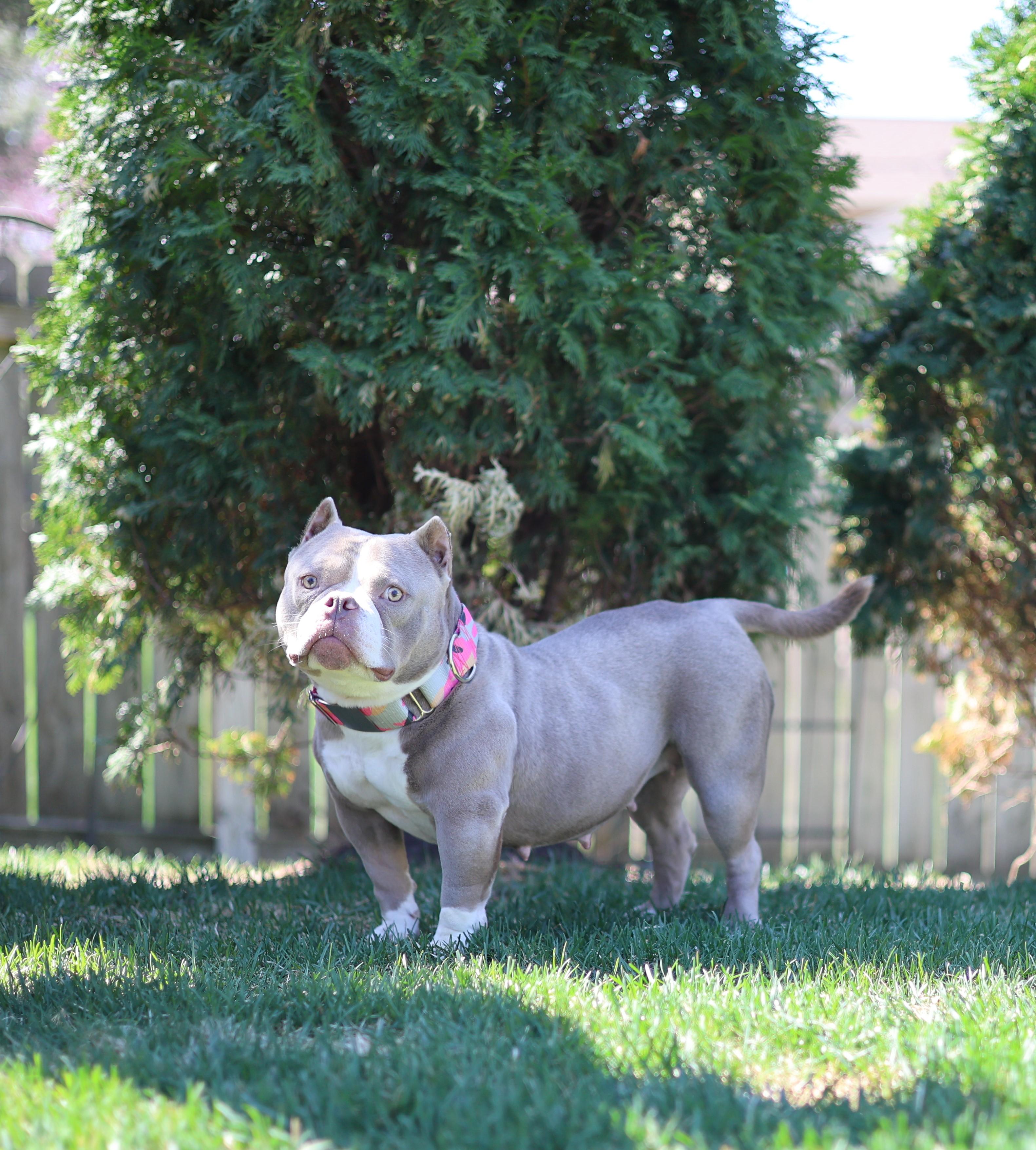 Enlarge Linguine, an adoptable mixed breed in Sioux Falls, SD image 4/6