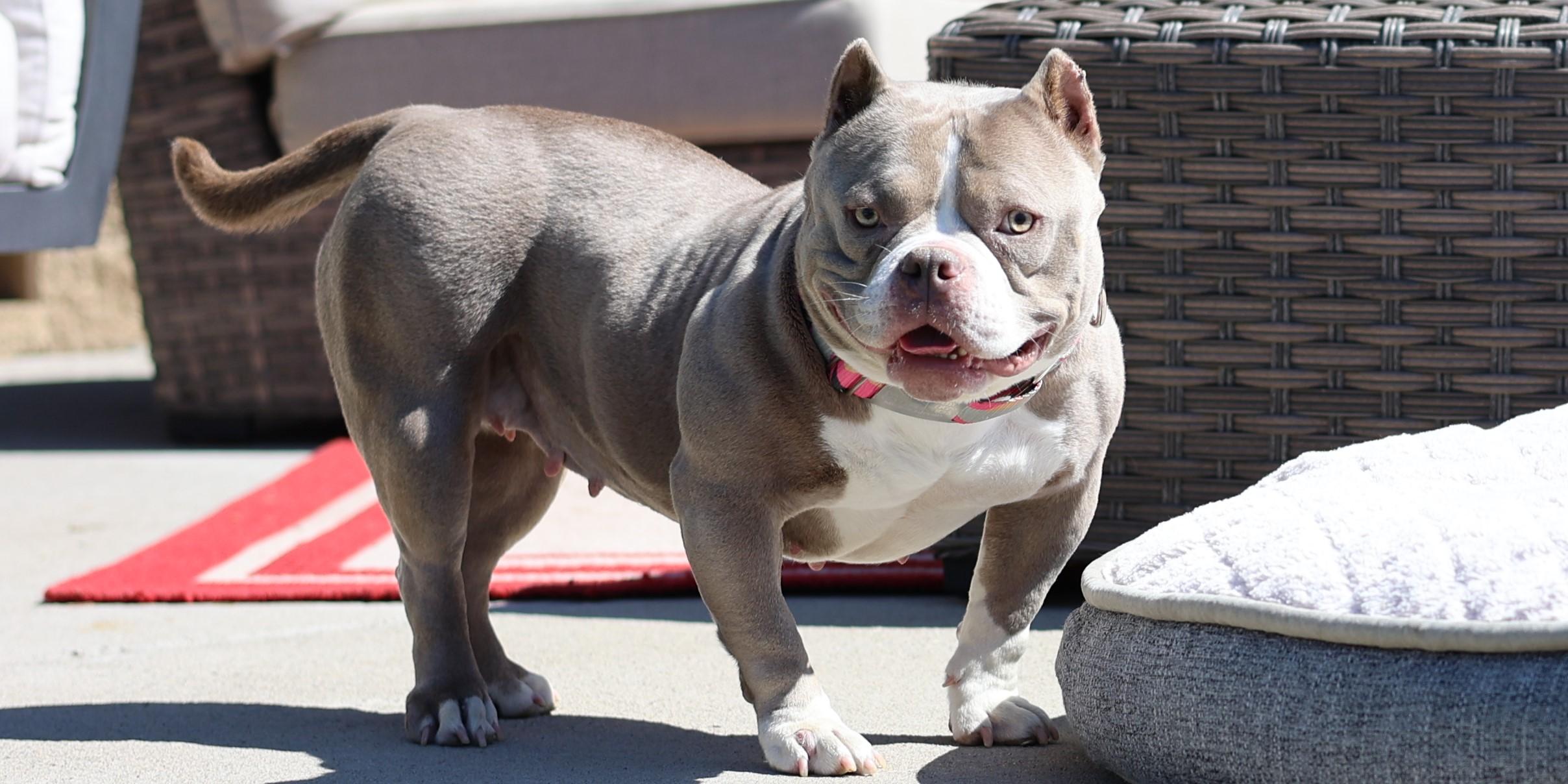 Enlarge Linguine, an adoptable mixed breed in Sioux Falls, SD image 5/6
