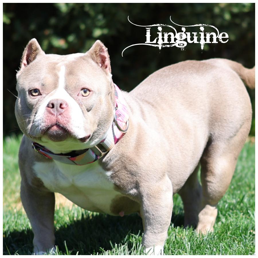 Linguine, adoptable, Young Female Terrier.