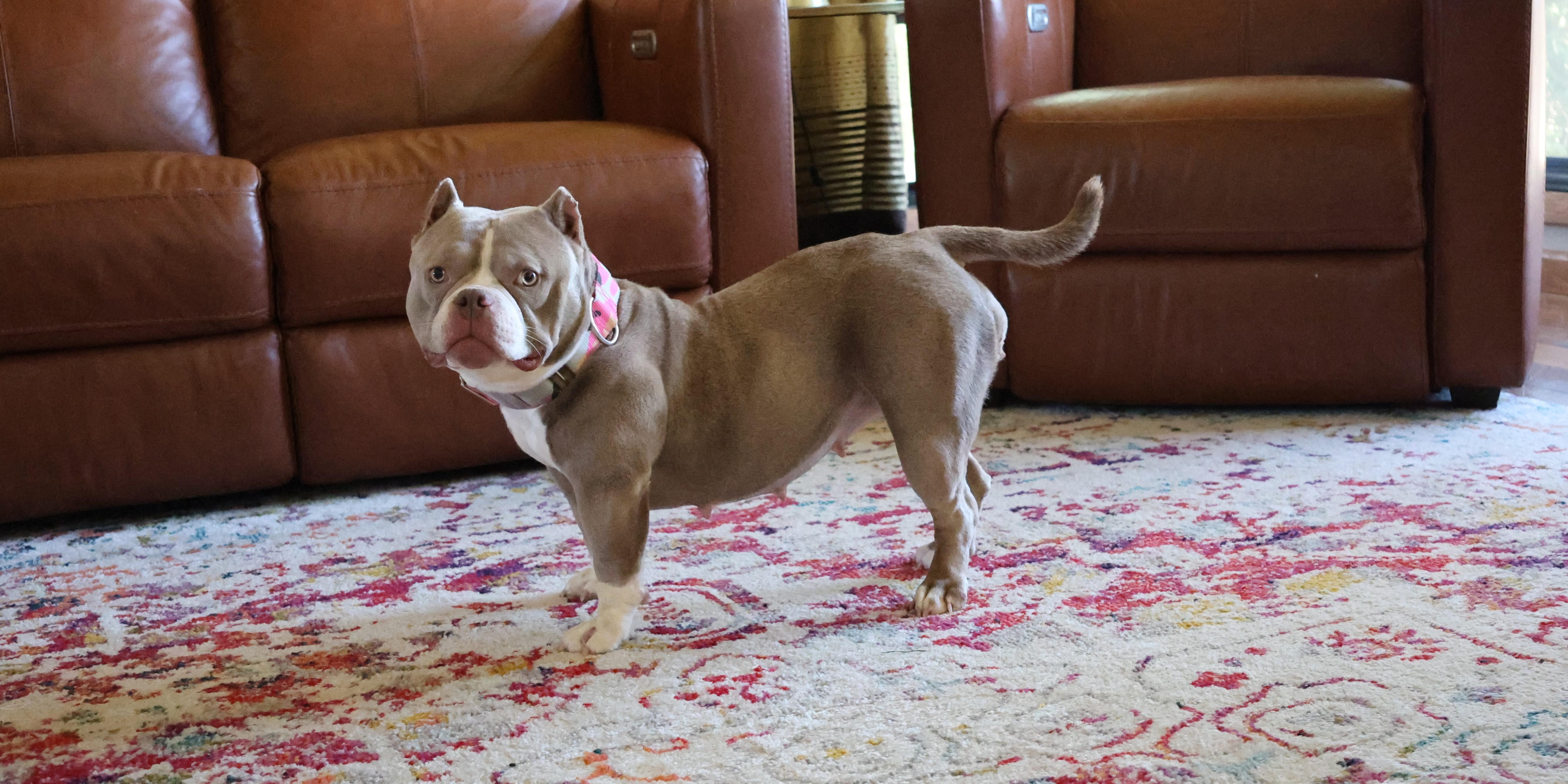 Enlarge Linguine, an adoptable mixed breed in Sioux Falls, SD image 3/6