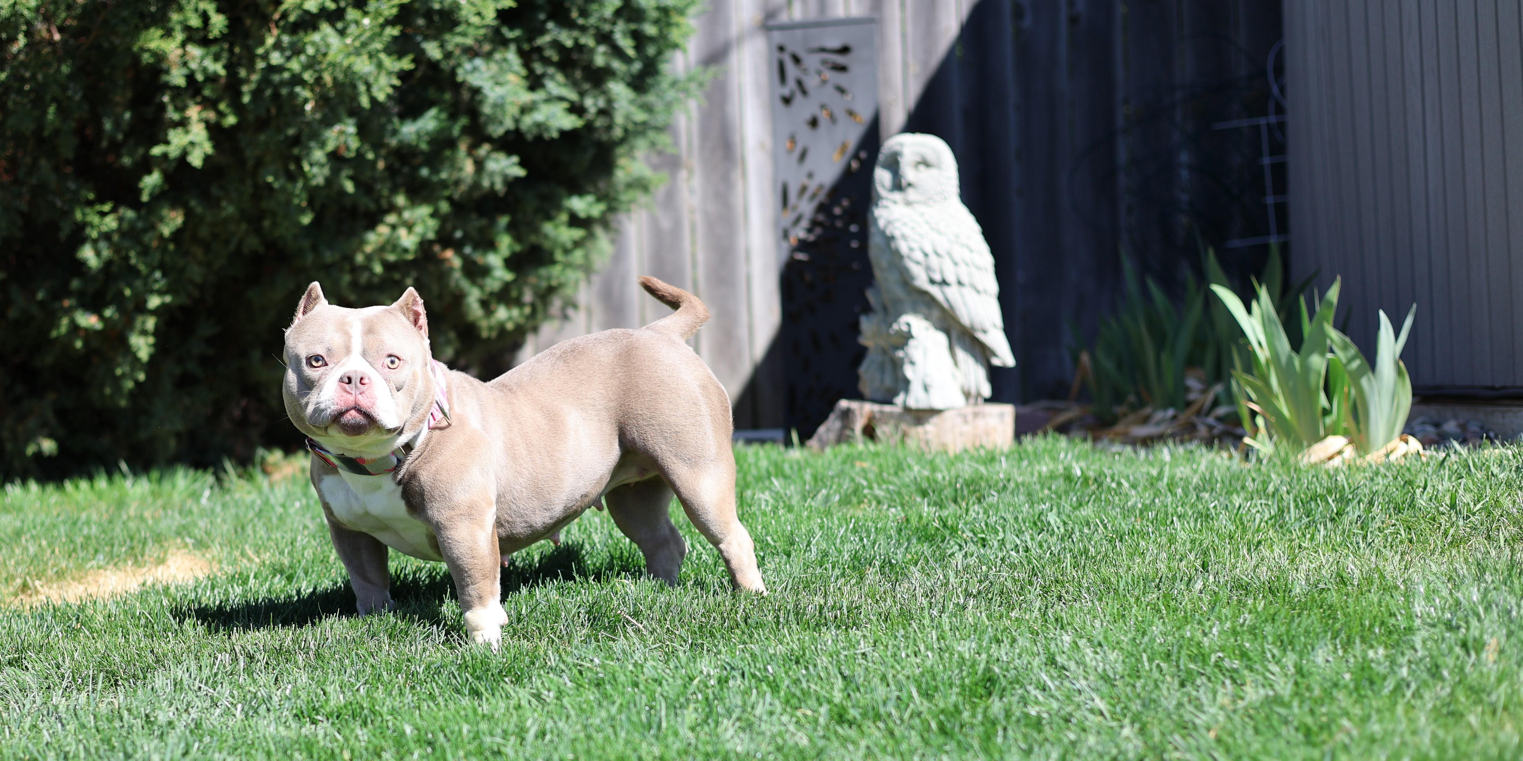 Enlarge Linguine, an adoptable mixed breed in Sioux Falls, SD image 6/6