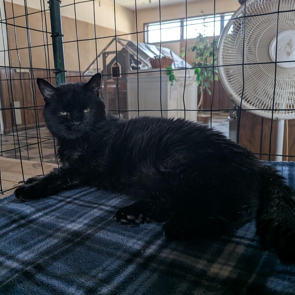 Freddie - SUPER SENIOR, Adoptable, Senior Female Extra-Toes Cat / Hemingway Polydactyl.