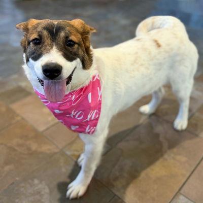 Posey, a Adoptable mixed breed in Arlington, VA image 1/3