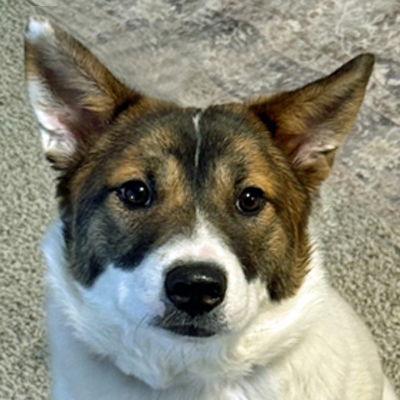 Posey, Adoptable, Young Female Terrier & Australian Shepherd.