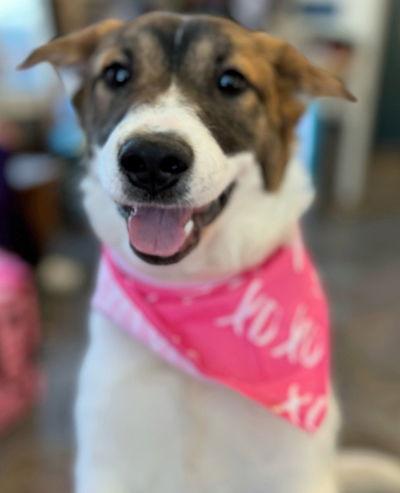 Posey, a Adoptable mixed breed in Arlington, VA image 2/3