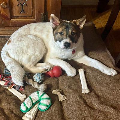 Enlarge Posey, a Adoptable mixed breed in Arlington, VA image 3/3