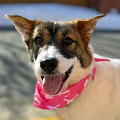 Posey, a Adoptable mixed breed in Arlington, VA image 3/3