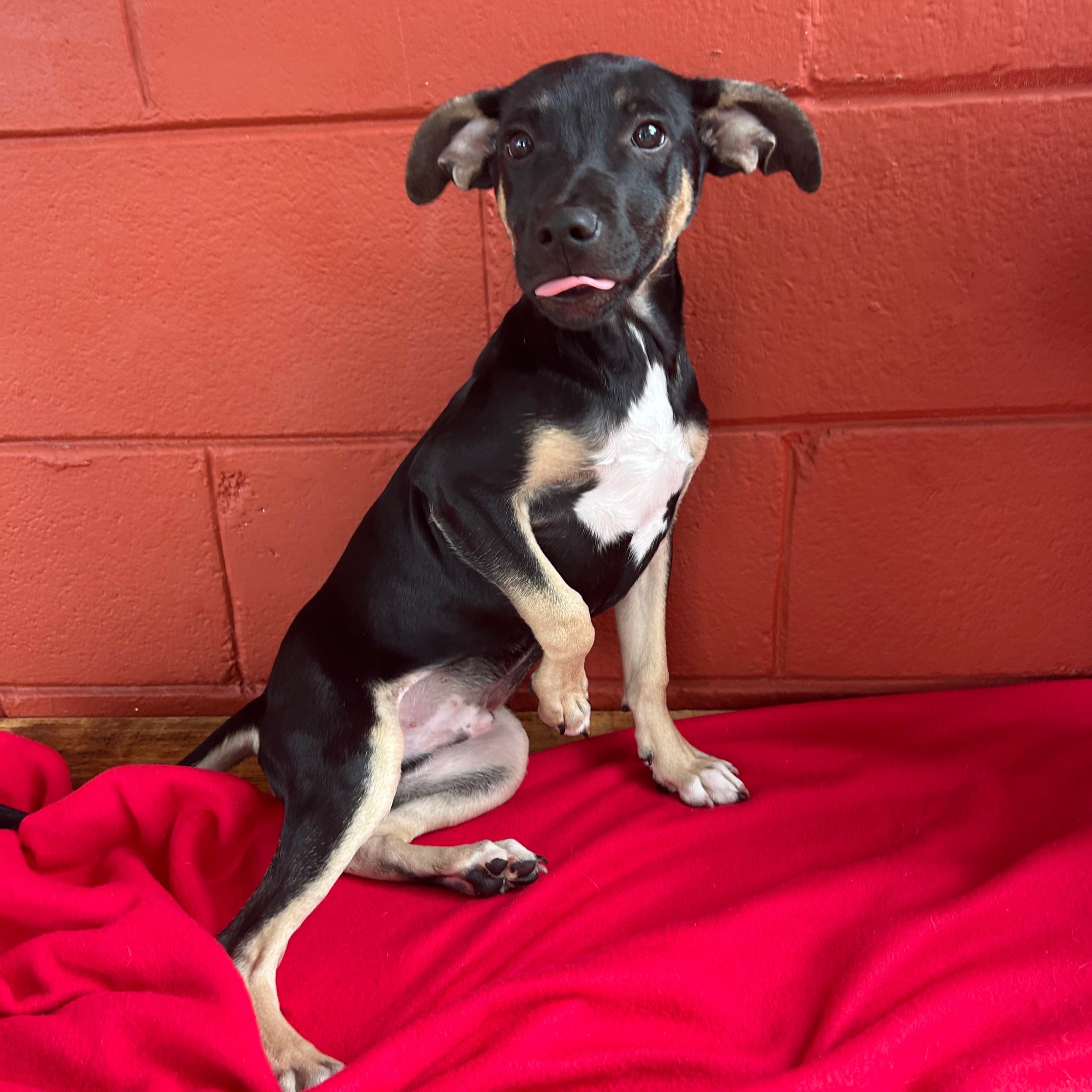 Mr Wipple, Adoptable, Young Male Terrier.