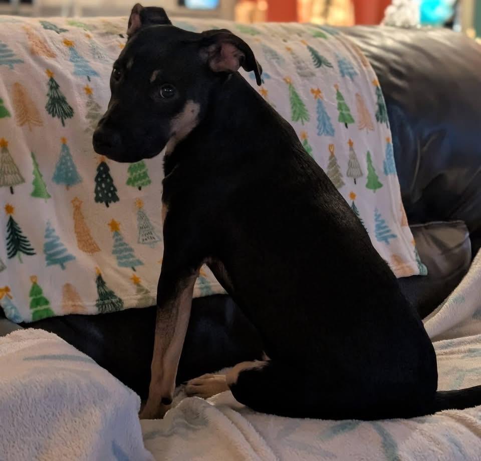 Enlarge Mr Wipple, a Adoptable mixed breed in Pensacola, FL image 1/4