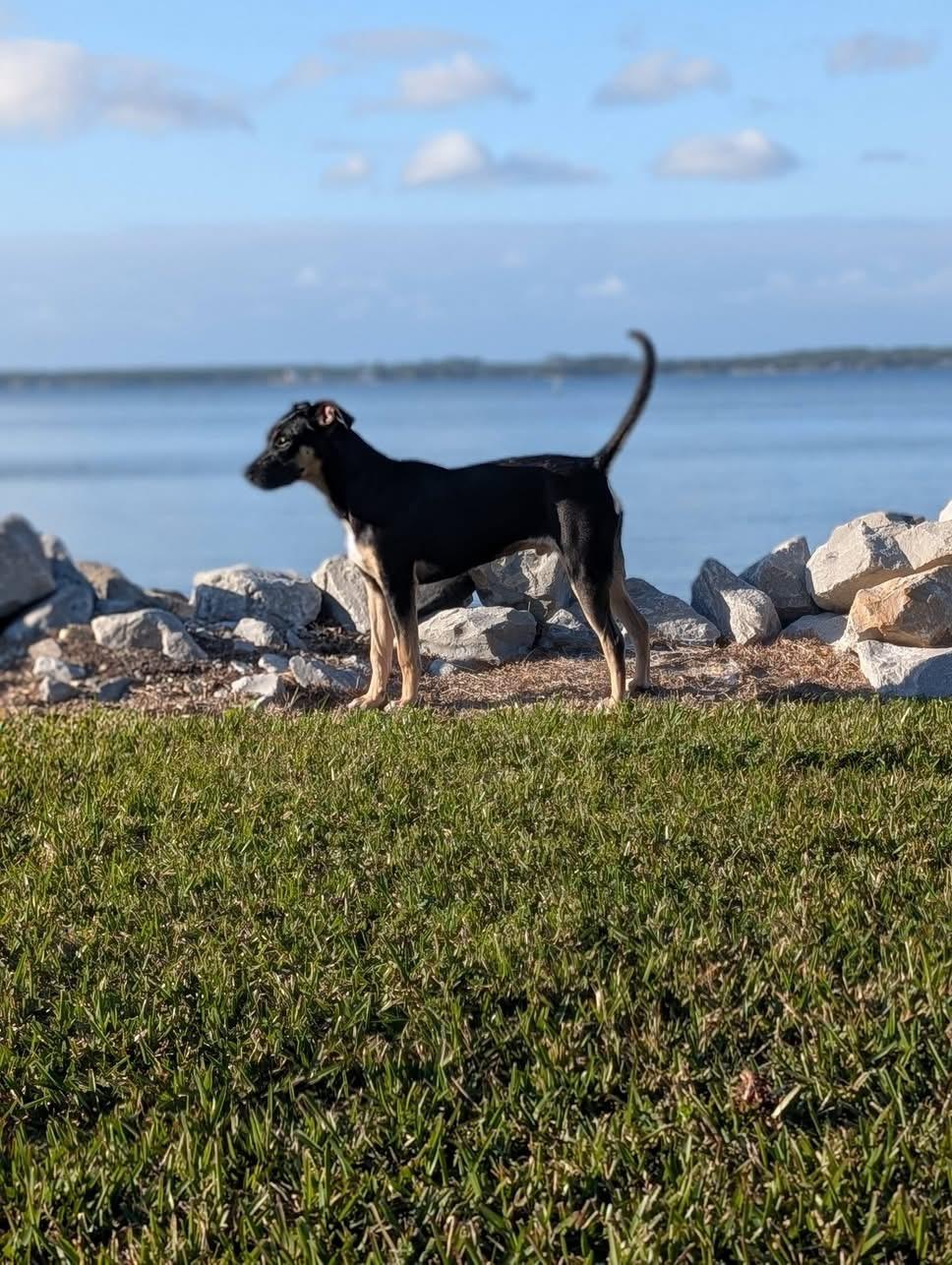 Enlarge Mr Wipple, a Adoptable mixed breed in Pensacola, FL image 2/4