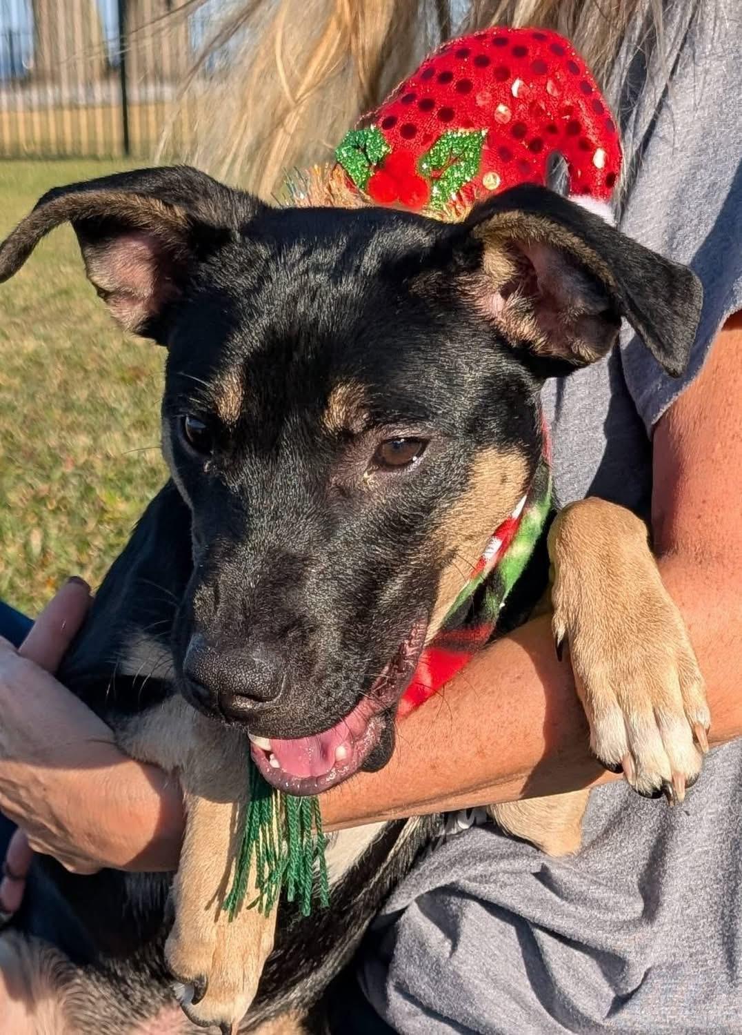 Enlarge Mr Wipple, a Adoptable mixed breed in Pensacola, FL image 4/4