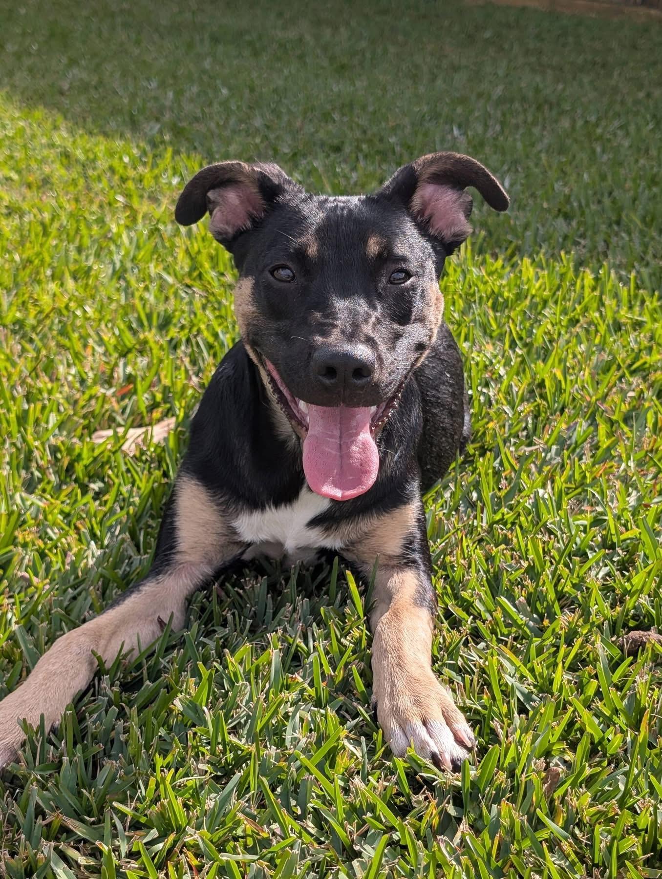 Enlarge Mr Wipple, a Adoptable mixed breed in Pensacola, FL image 3/4