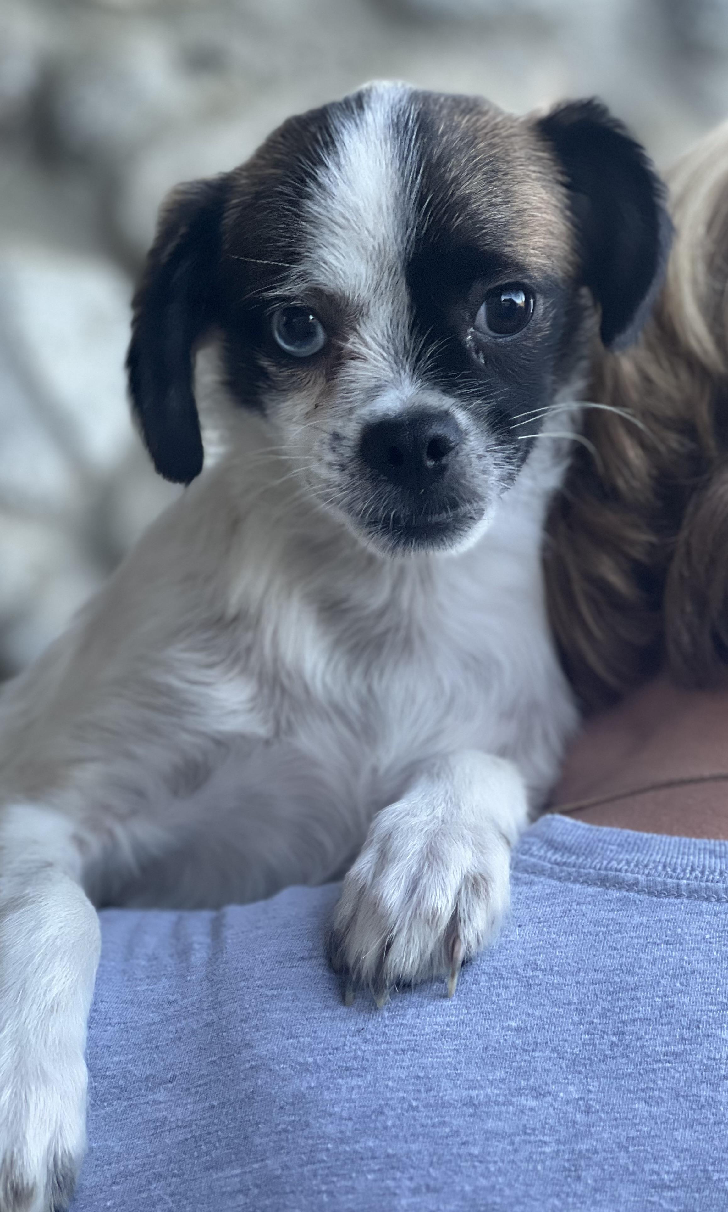 Enlarge Buster, a Adopted mixed breed in Irvine, CA image 4/5