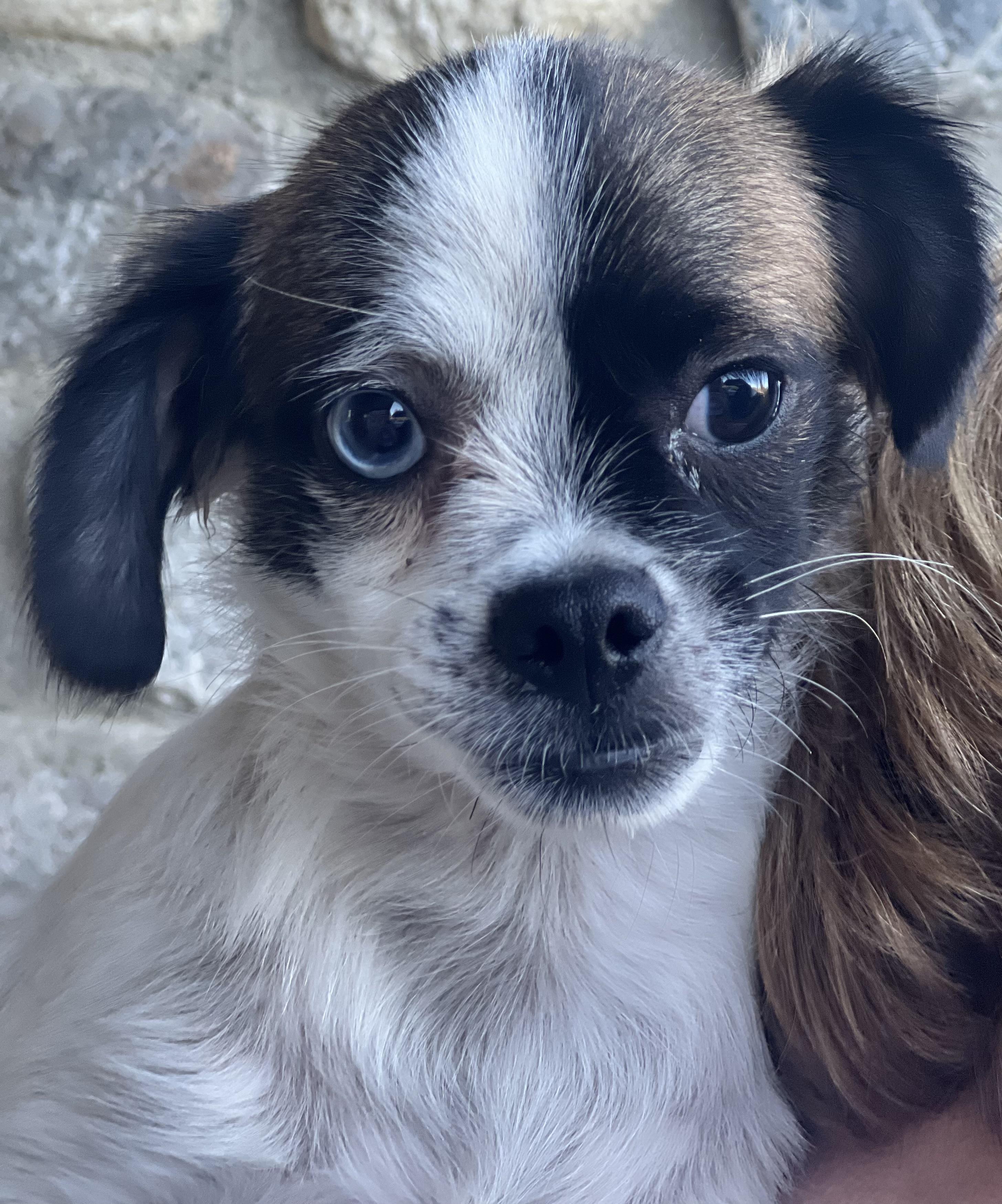 Enlarge Buster, a Adopted mixed breed in Irvine, CA image 5/5