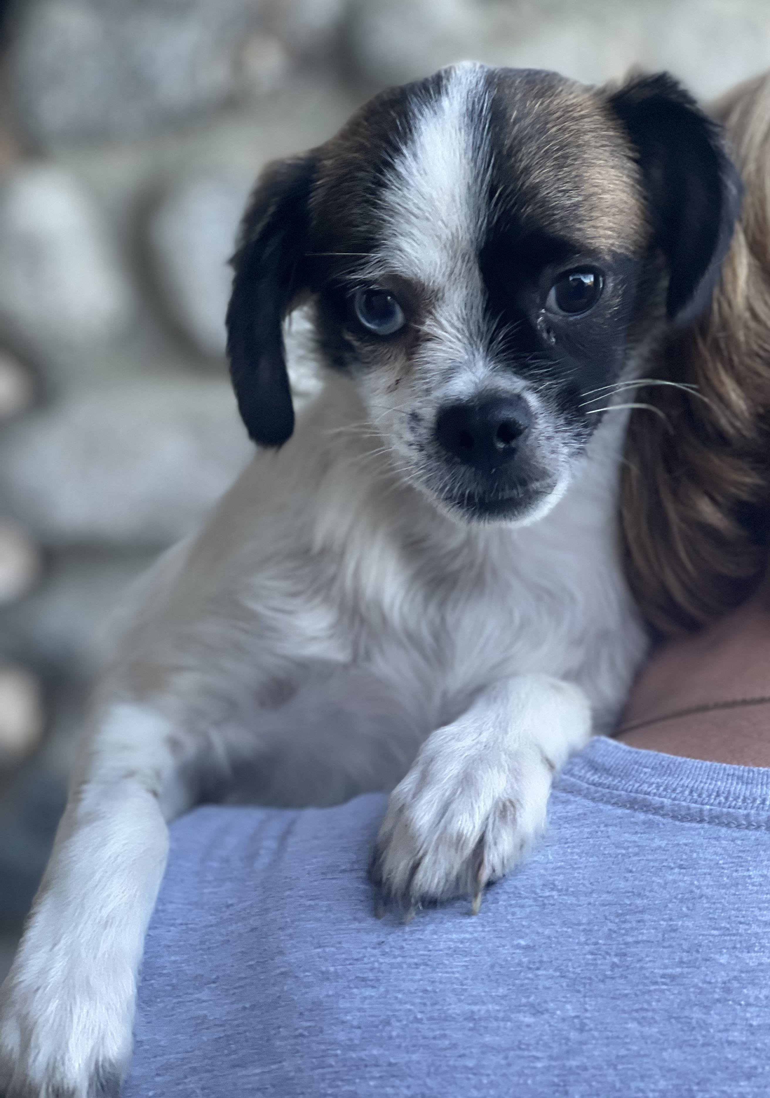 Enlarge Buster, a Adopted mixed breed in Irvine, CA image 3/5
