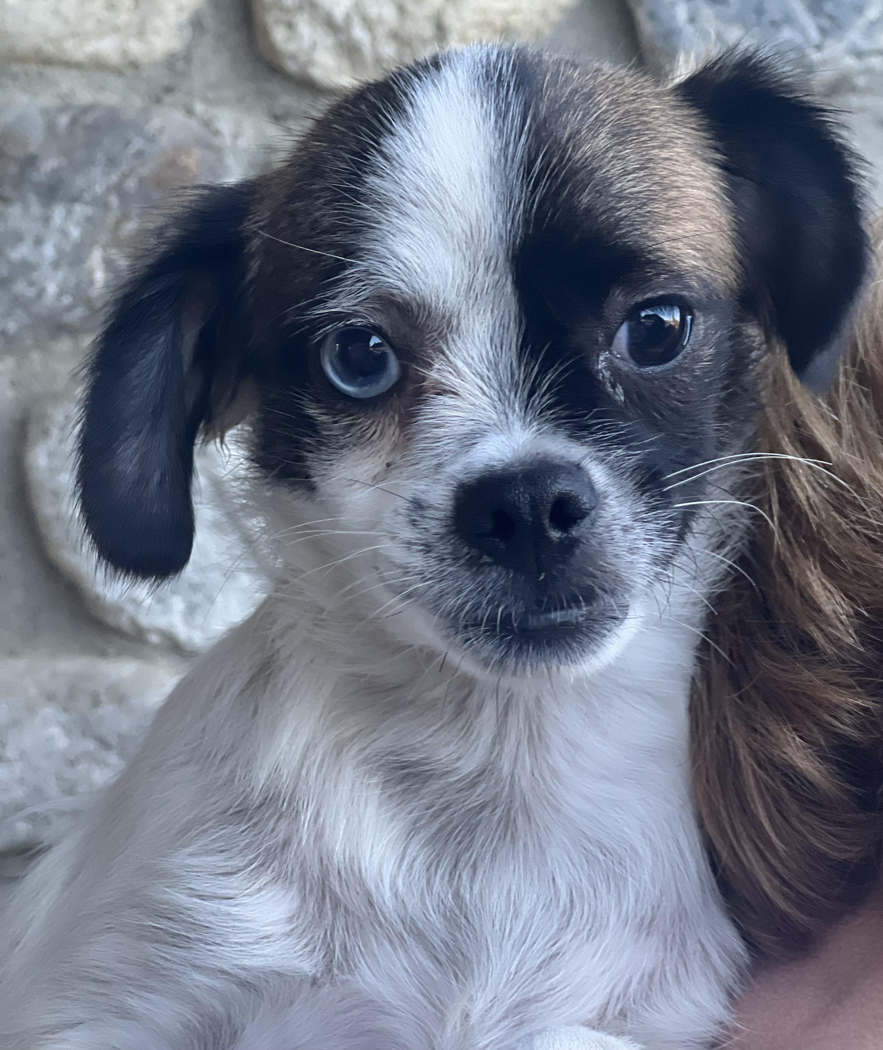 Enlarge Buster, a Adopted mixed breed in Irvine, CA image 2/5