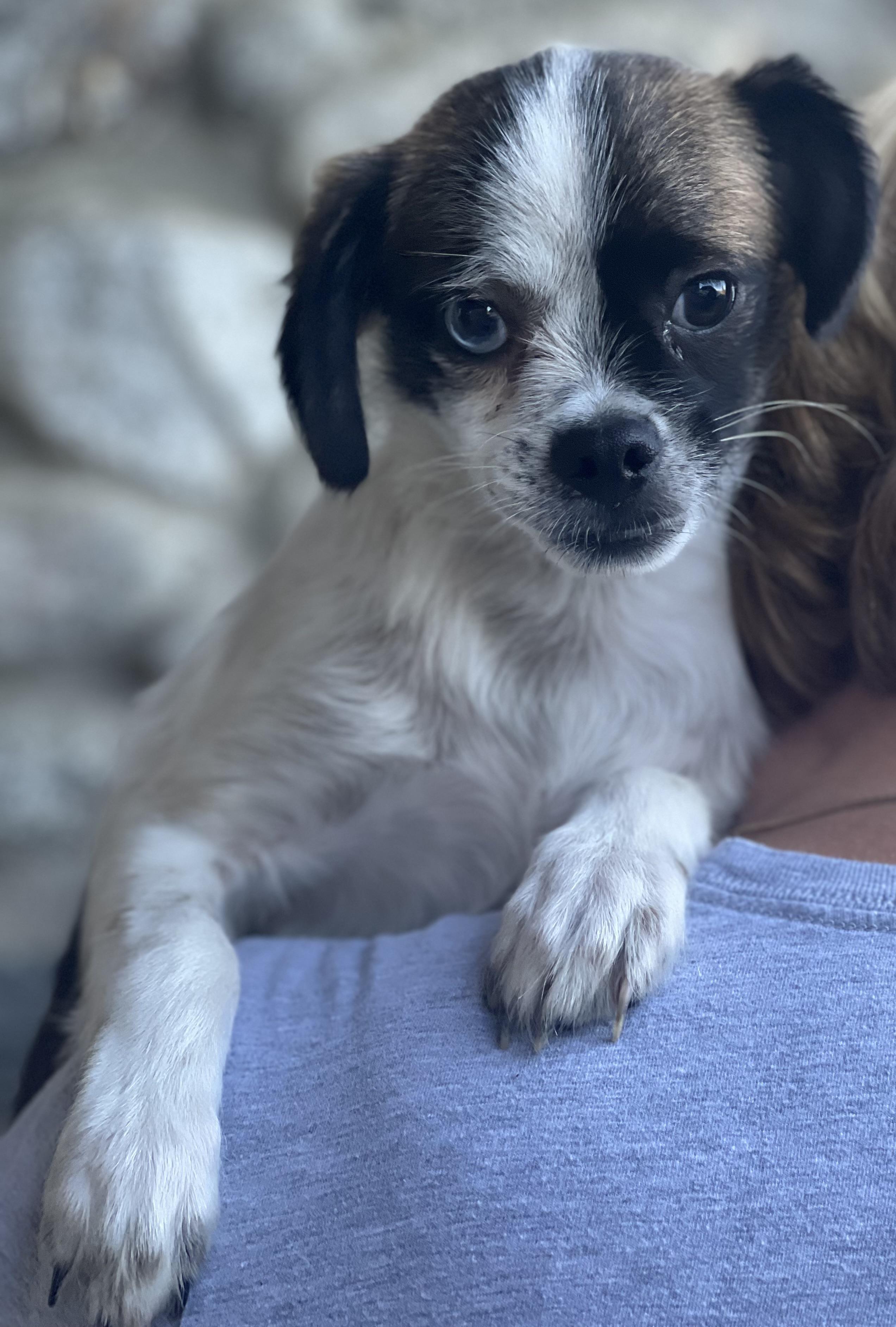 Enlarge Buster, a Adopted mixed breed in Irvine, CA image 1/5