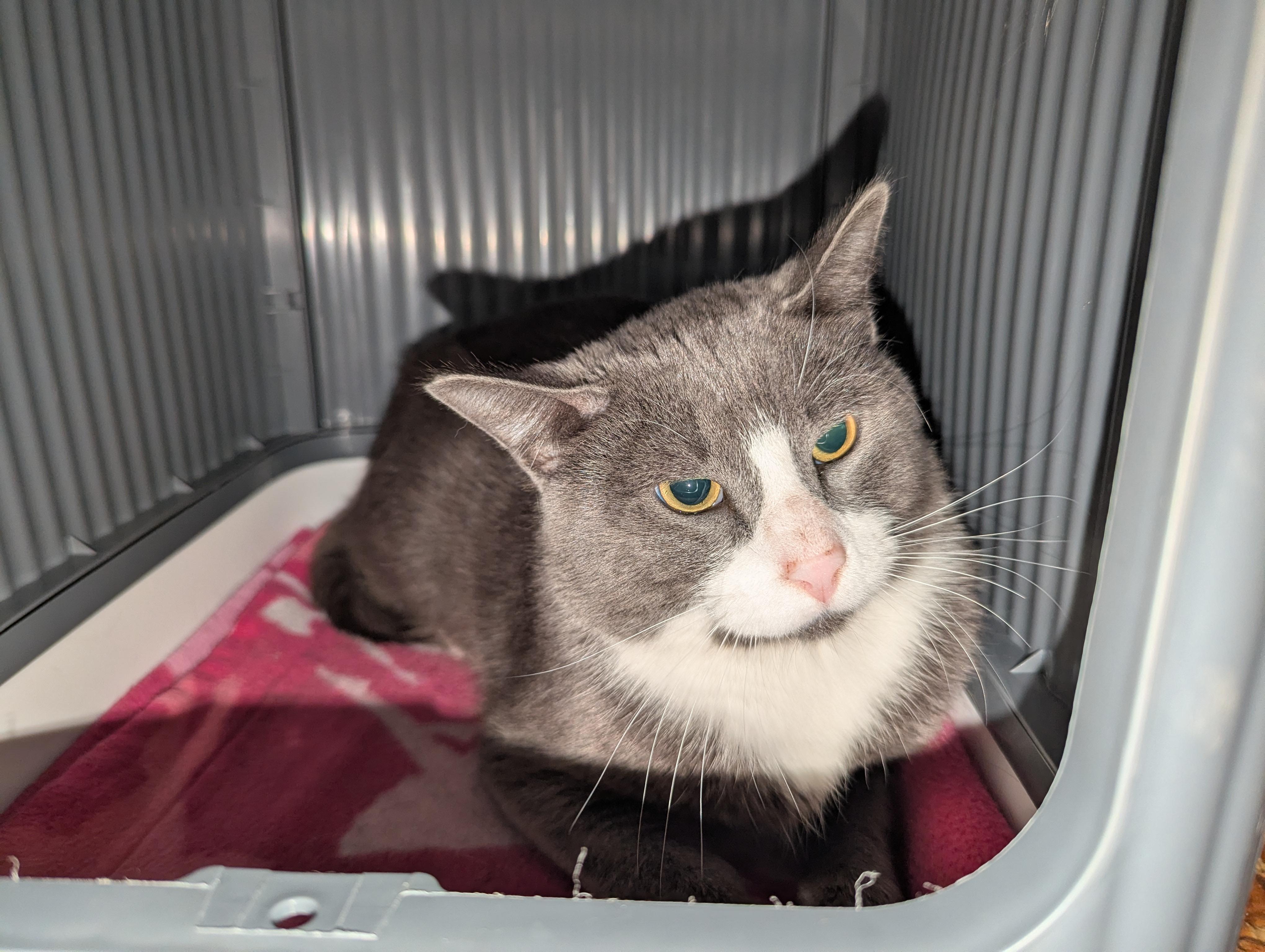 Junior (Working Cat), Adoptable, Adult Male Domestic Short Hair.