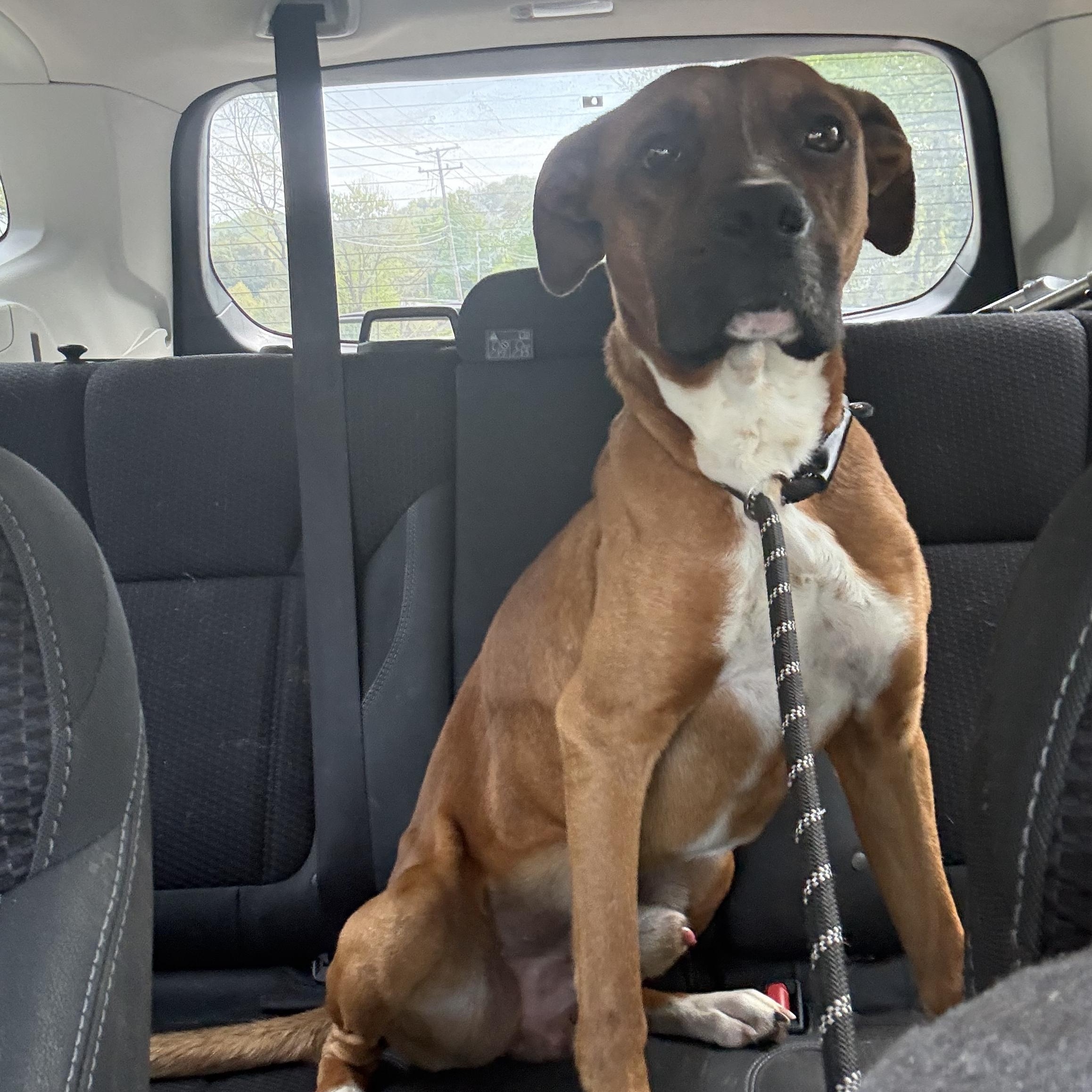 Zero, a Adoptable mixed breed in Charlotte, NC image 3/4