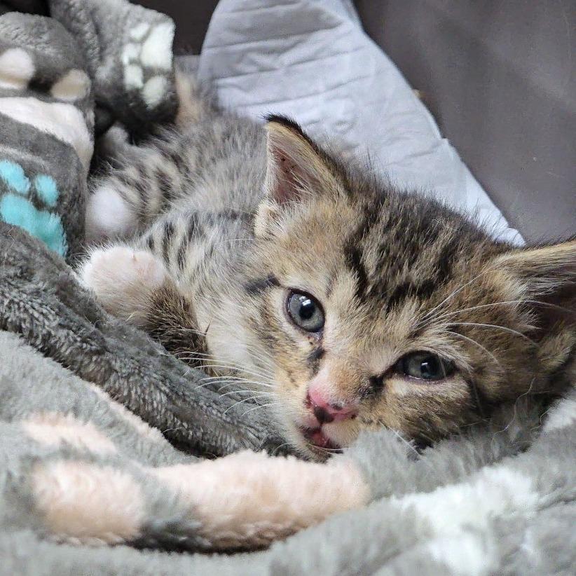 Enlarge Leo, a Adoptable Domestic Short Hair in Memphis, TN image 1/6