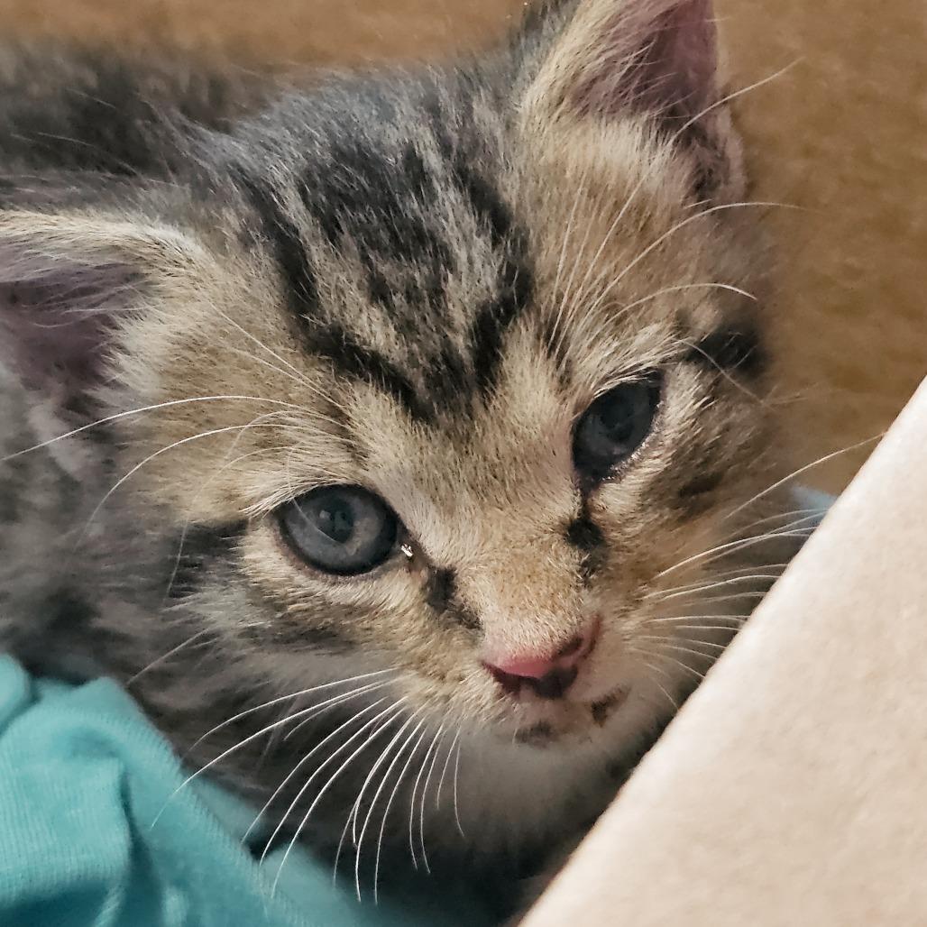 Enlarge Leo, a Adoptable Domestic Short Hair in Memphis, TN image 2/6